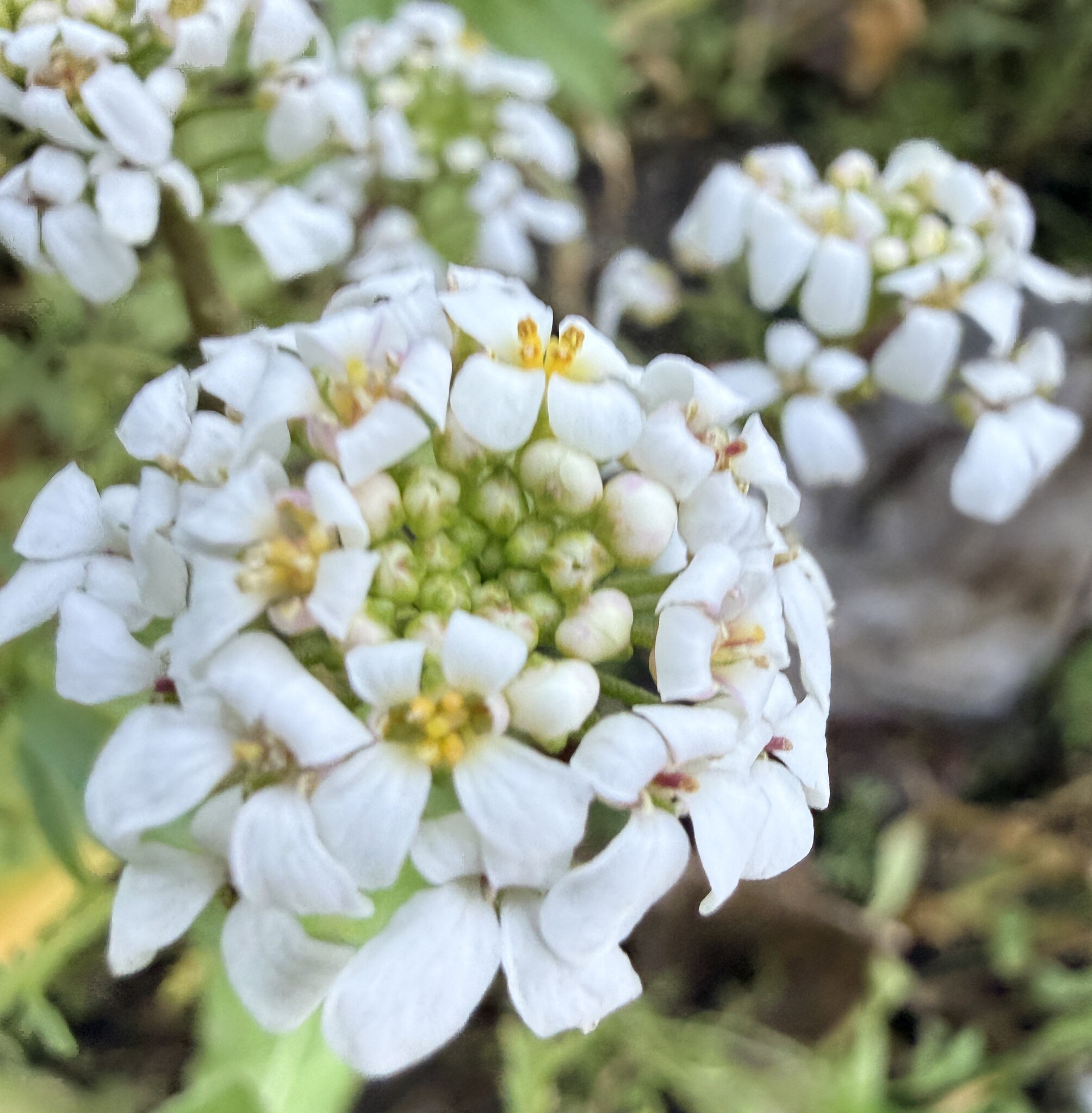Photograph of Candytuft