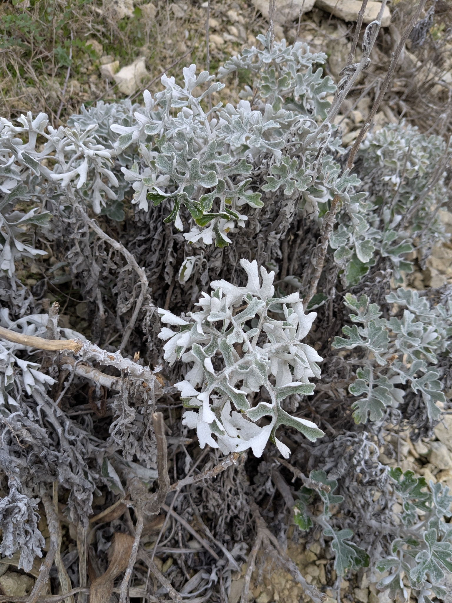 Photograph of Ragwort