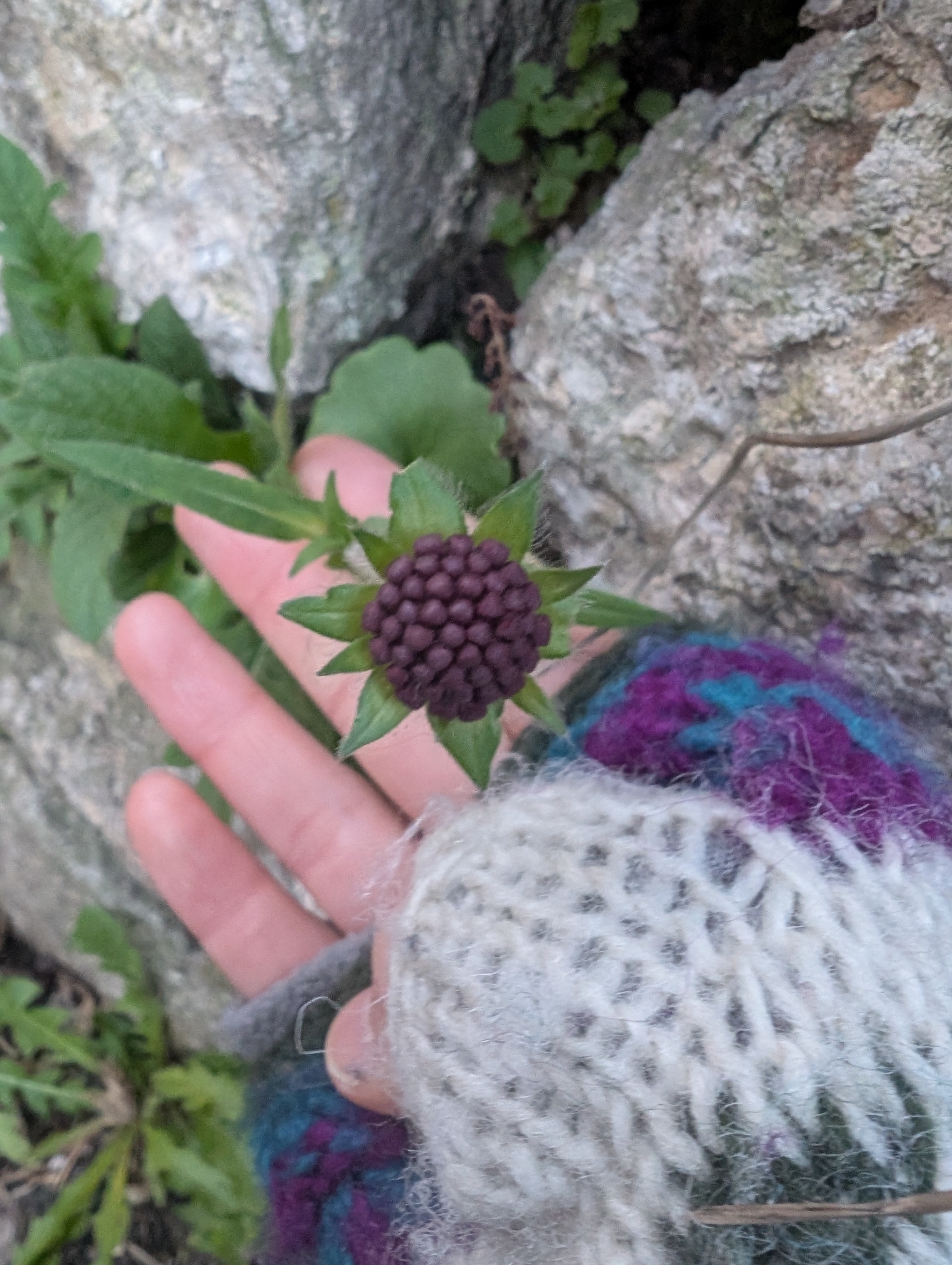 Photograph of Knautia