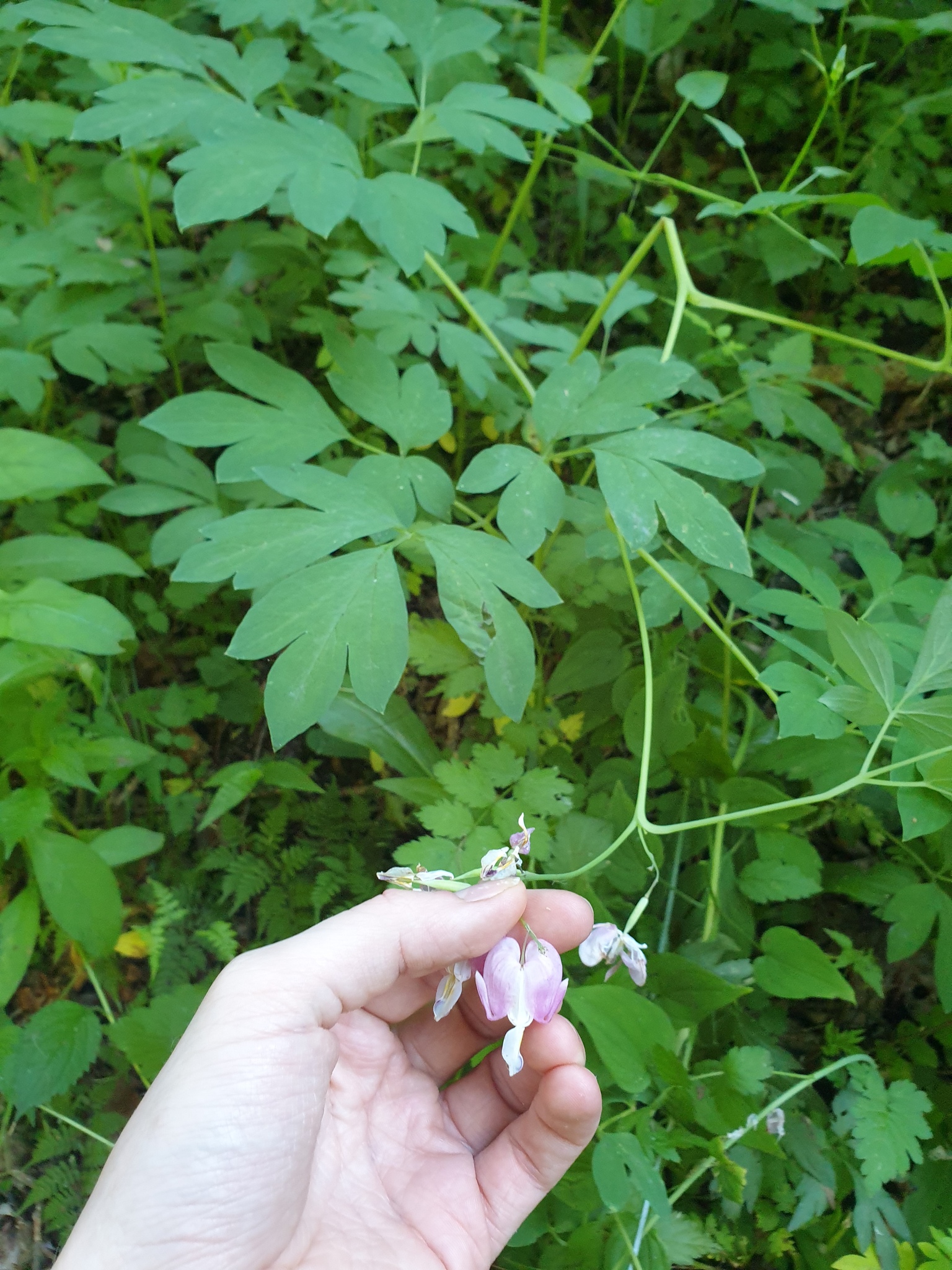 Photograph of Bleeding Heart (Lamprocapnos)