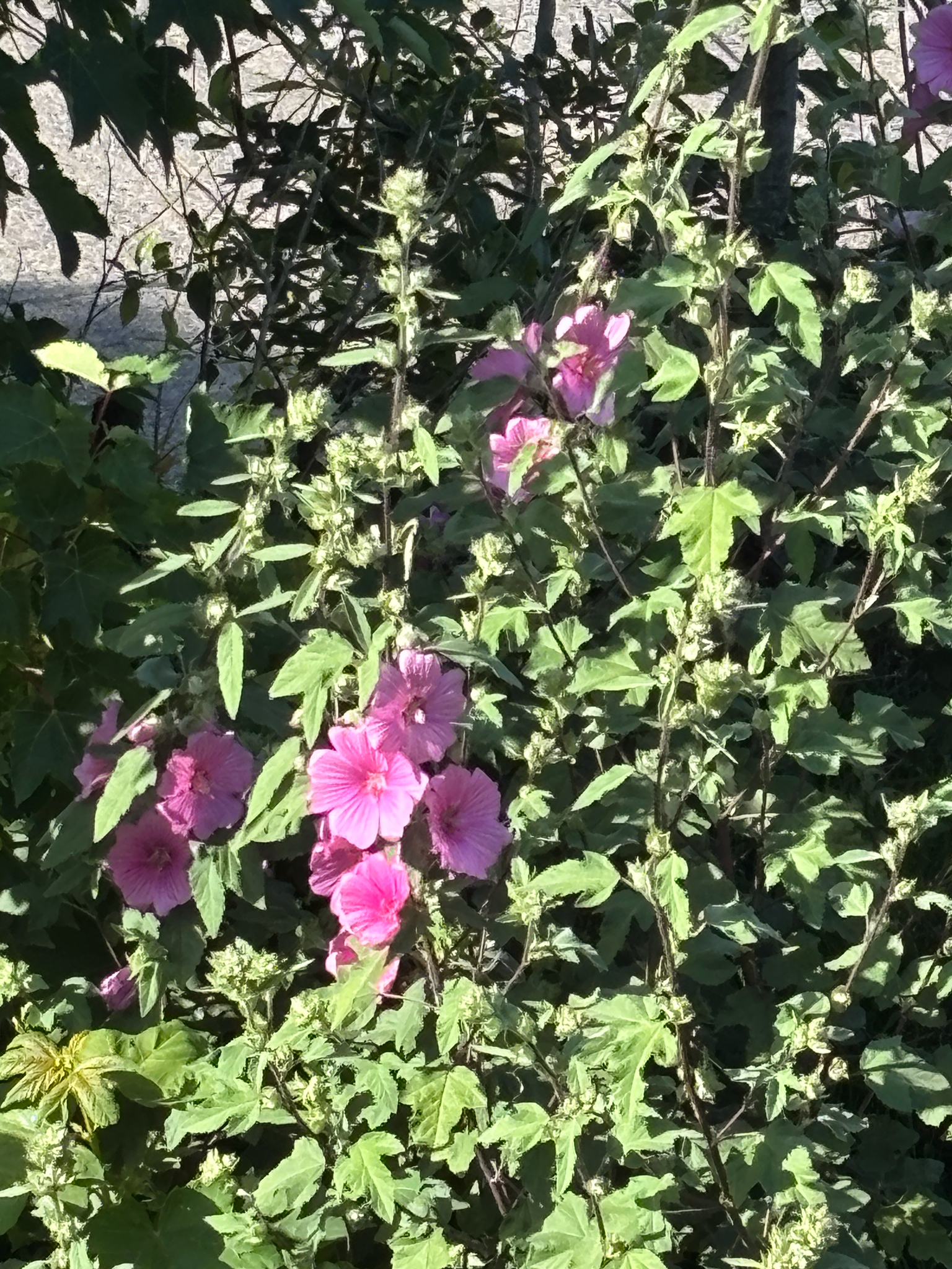 Photograph of Mallow (Lavatera)