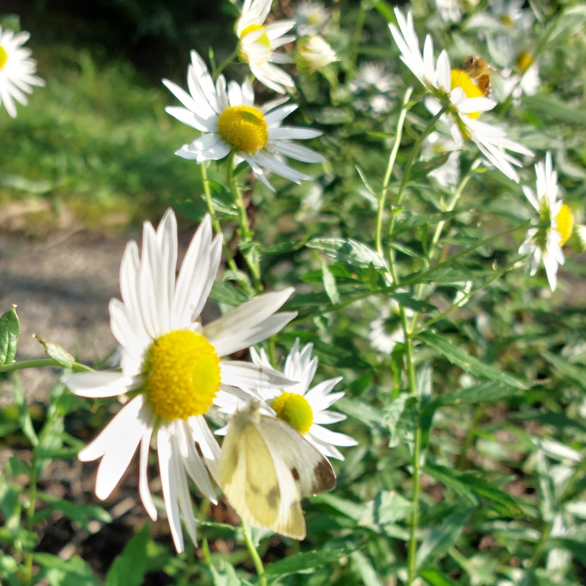 Photograph of Leucanthemella