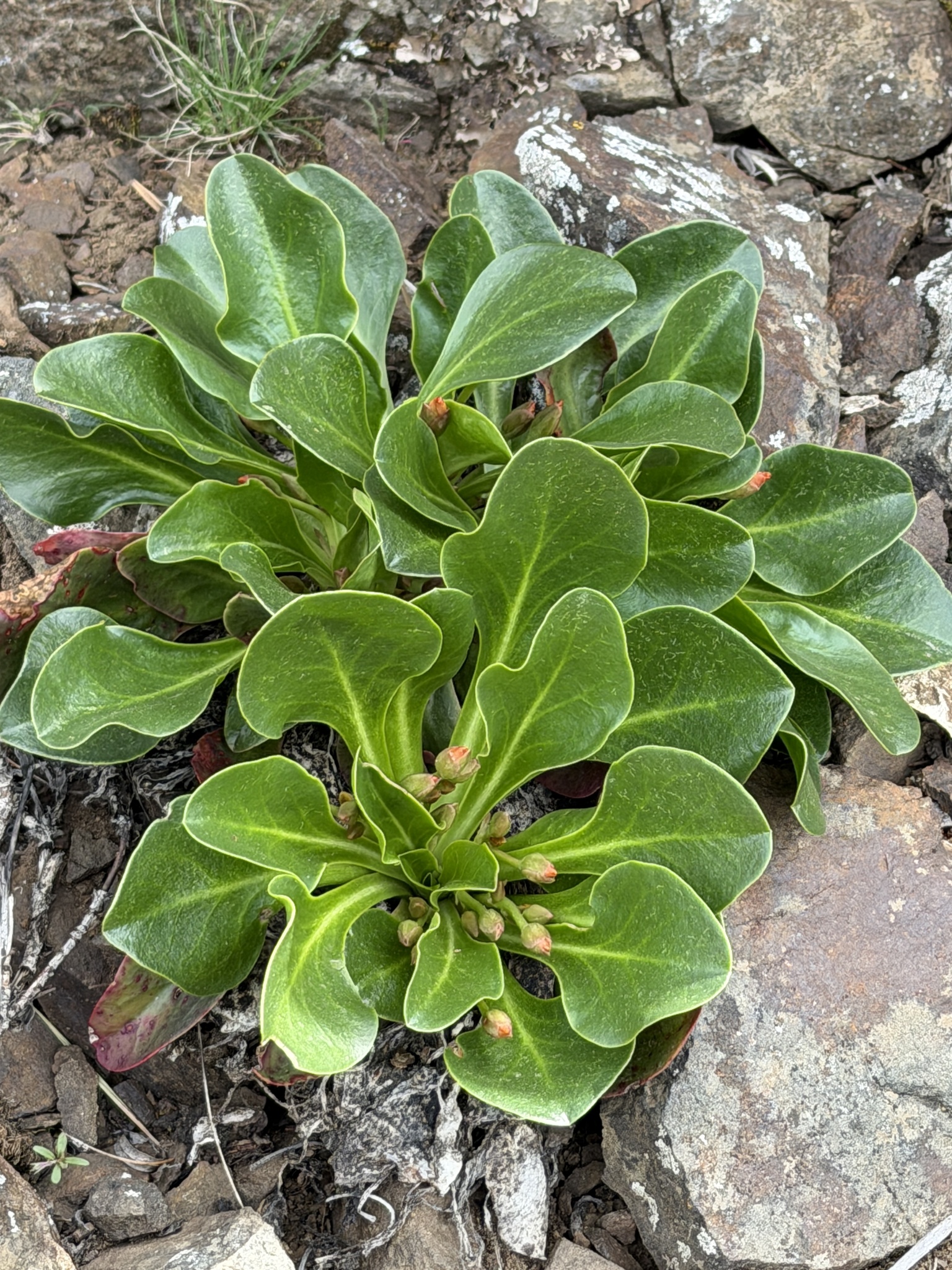 Photograph of Lewisiopsis