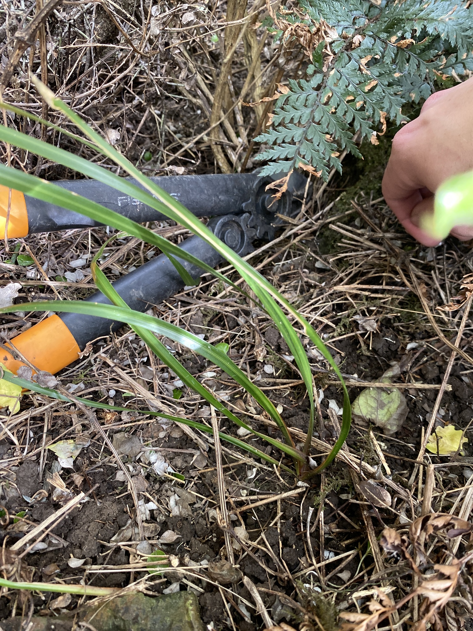 Photograph of Libertia