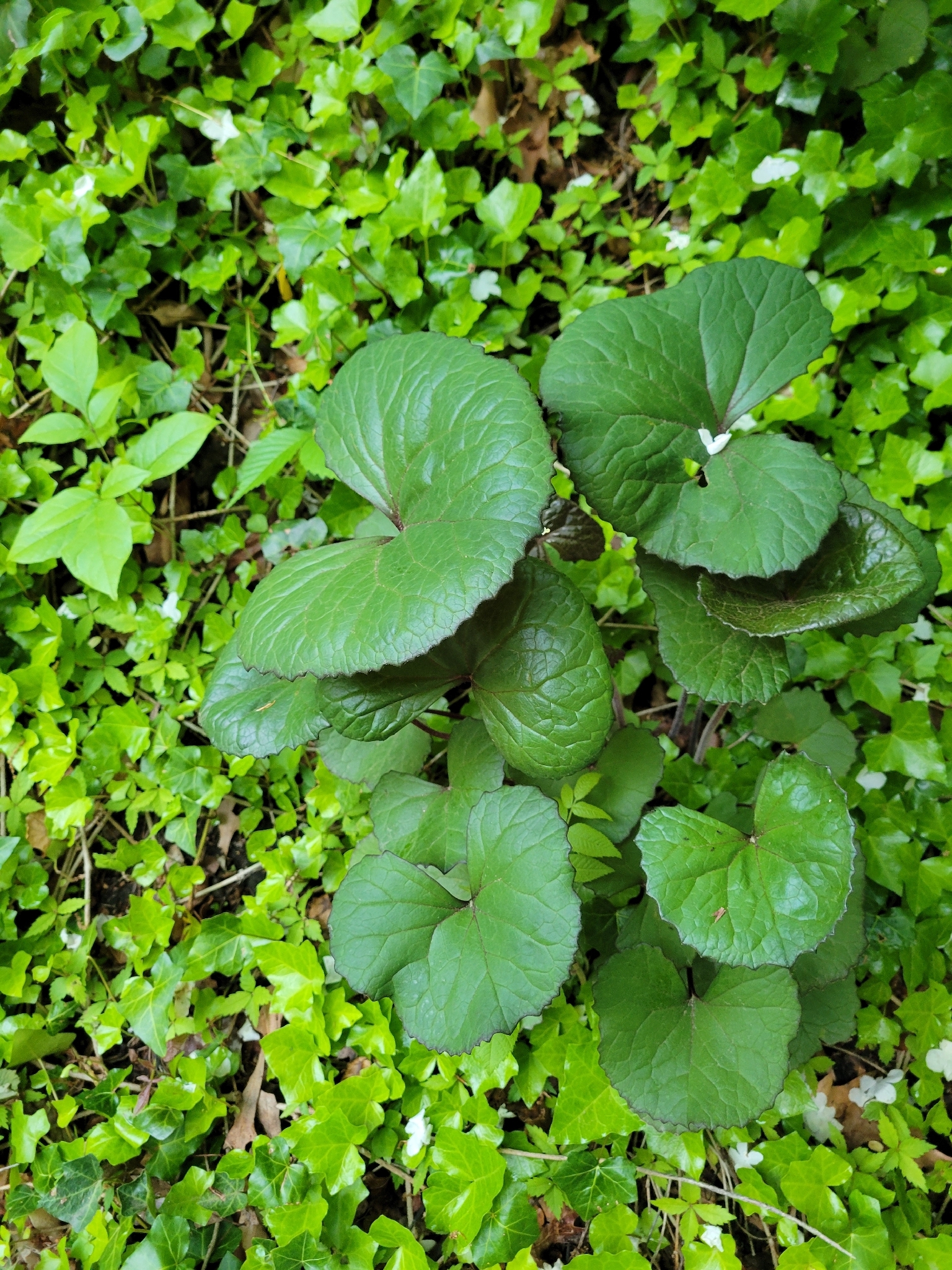 Photograph of Ligularia