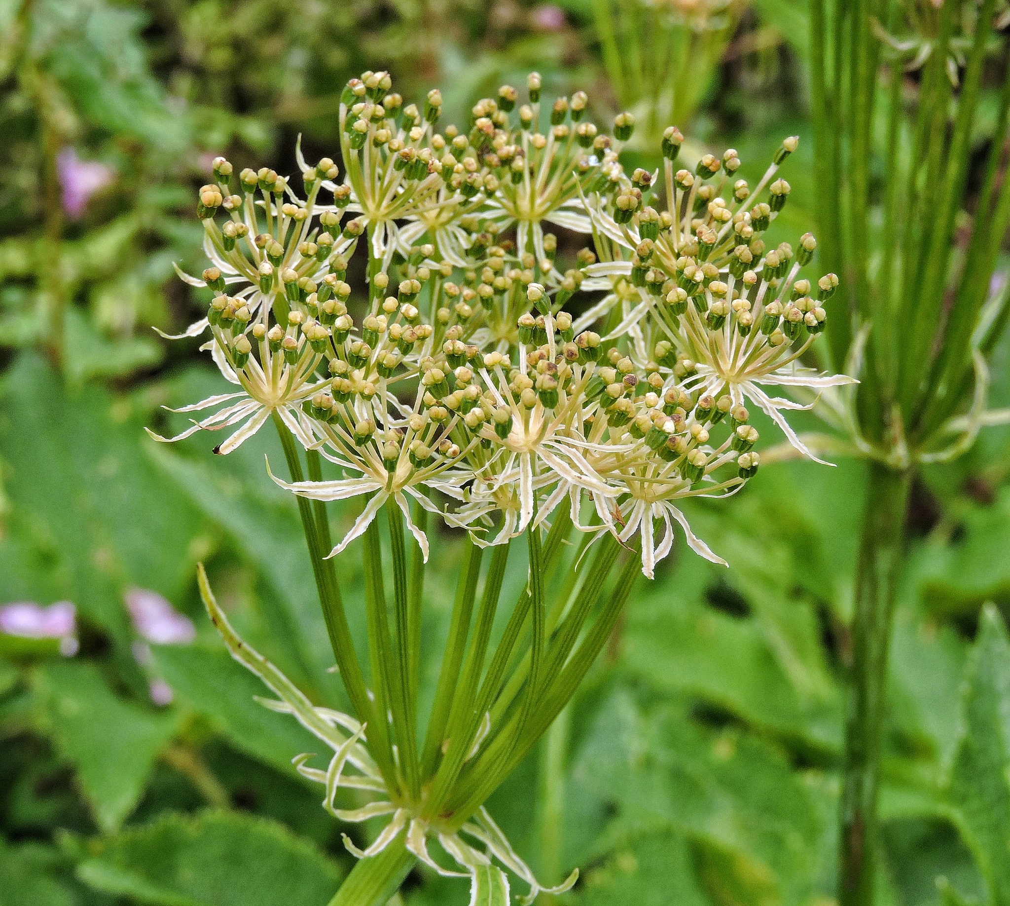 Photograph of Ligusticopsis