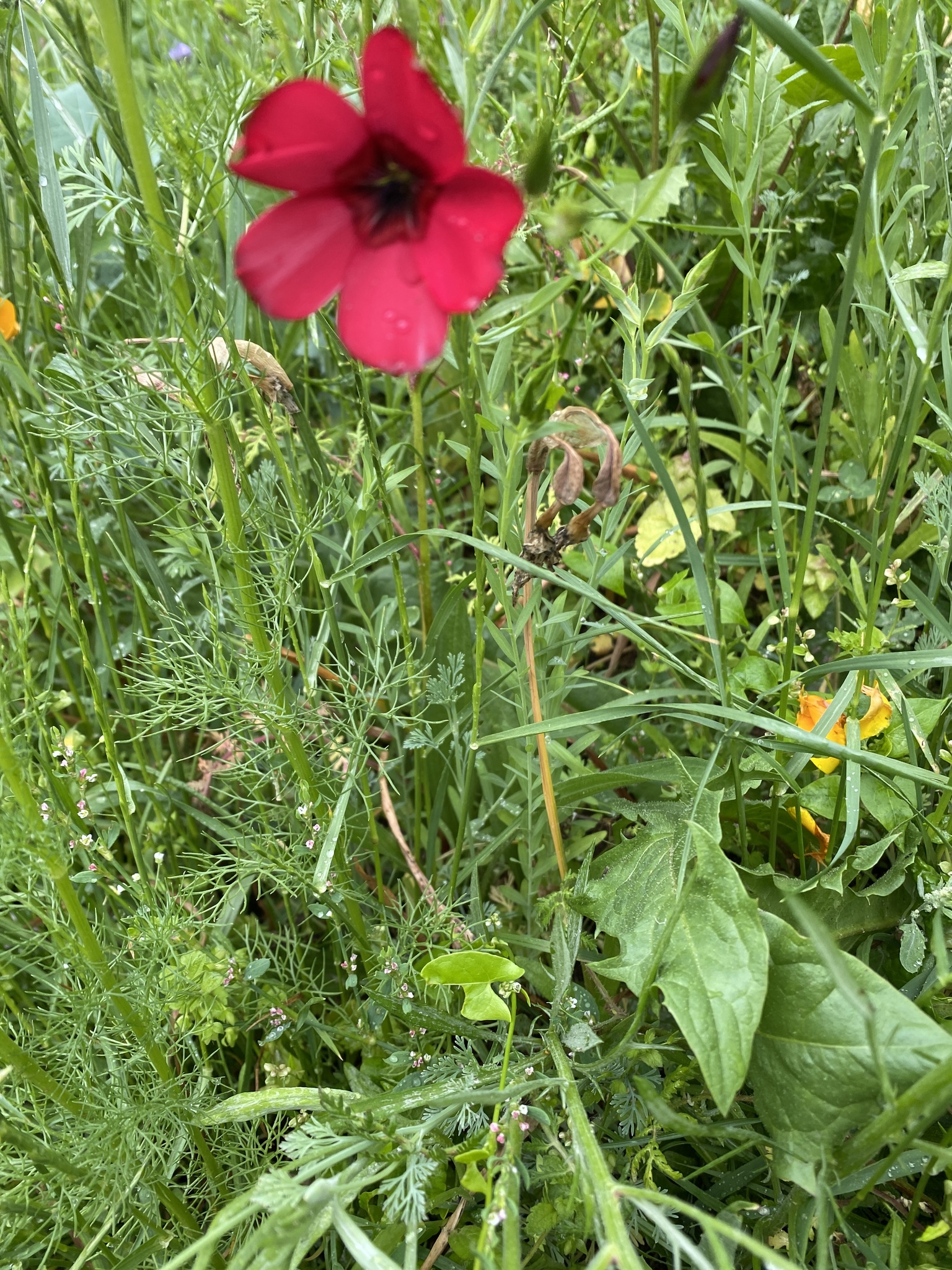 Photograph of Flax