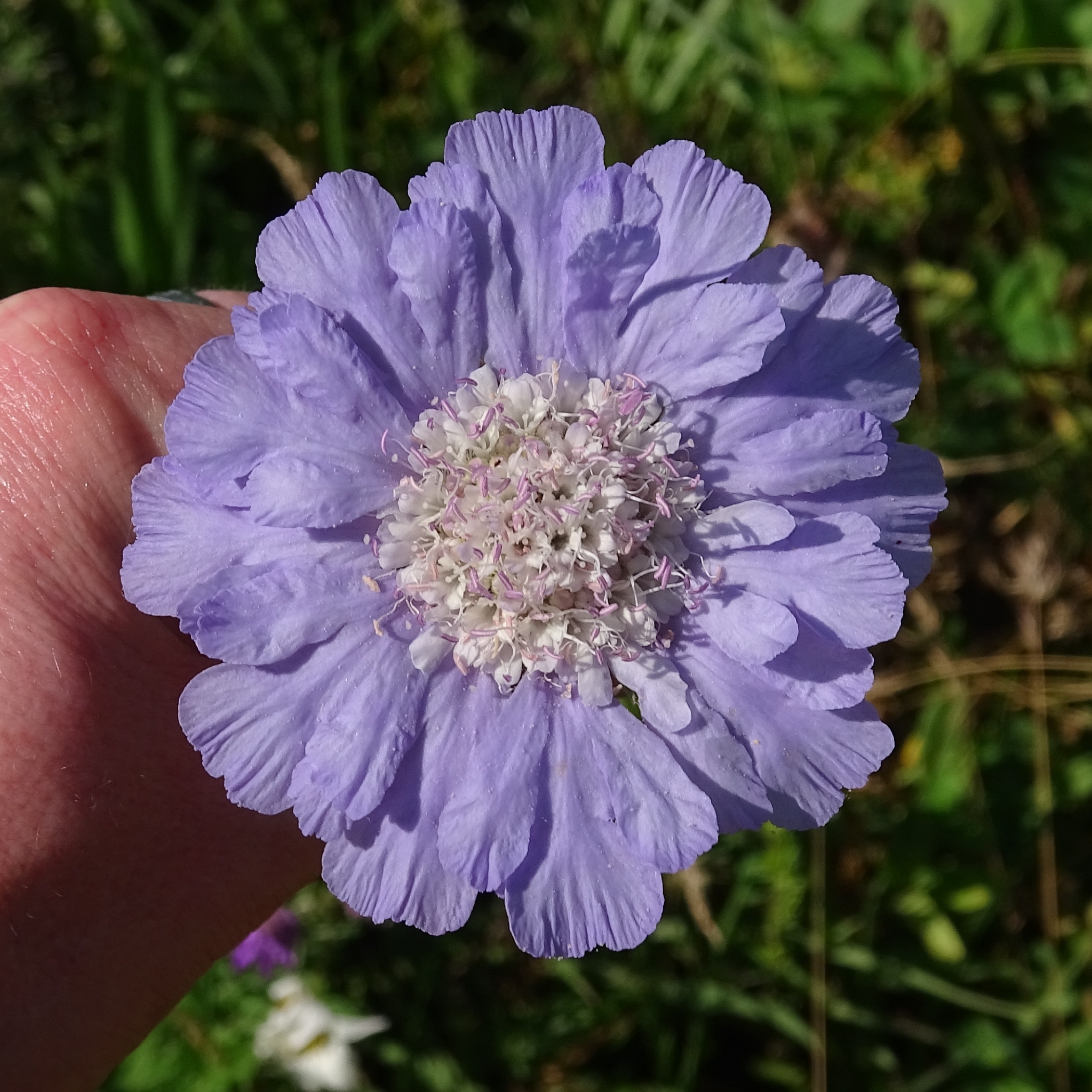 Photograph of Scabious