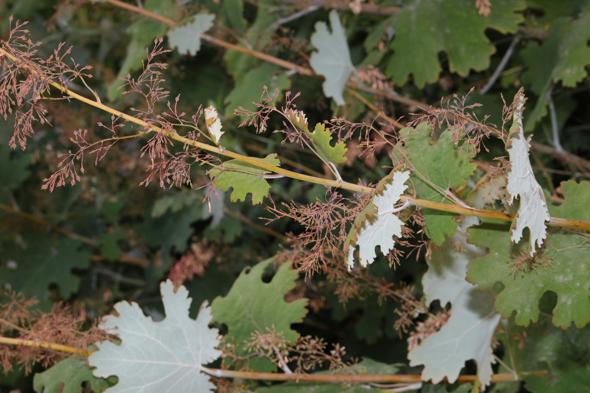 Photograph of Plume Poppy