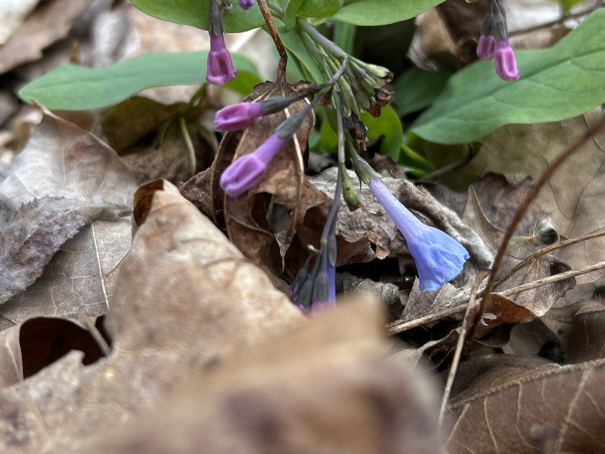 Photograph of Mertensia