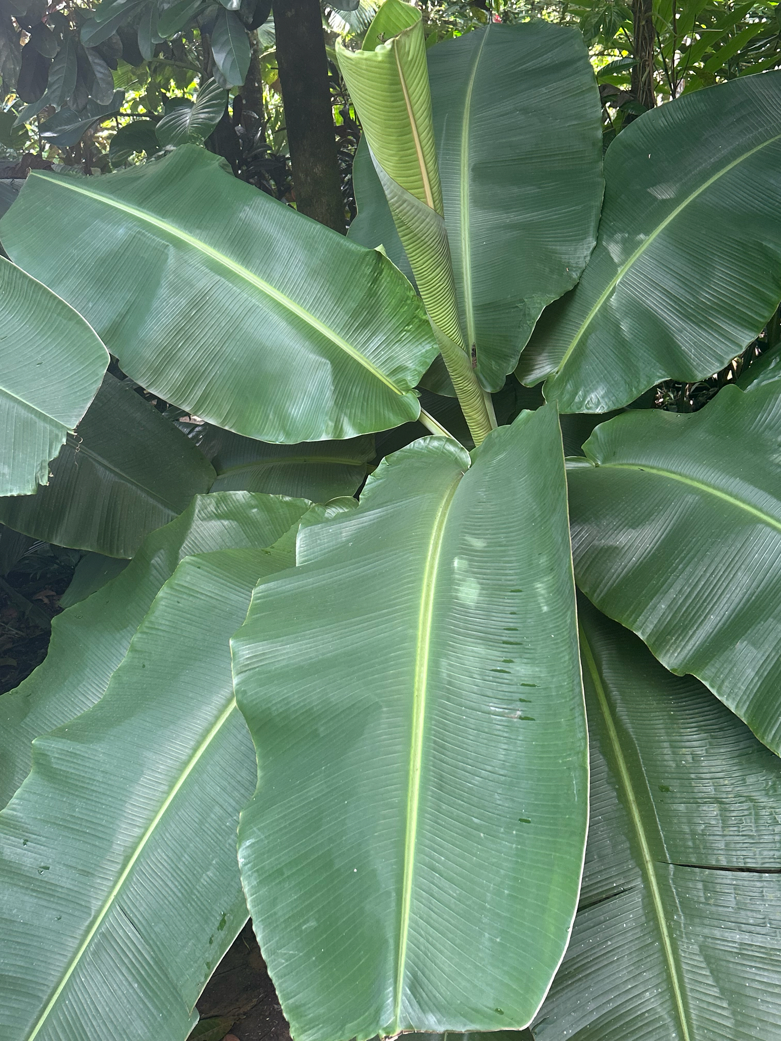 Photograph of Banana