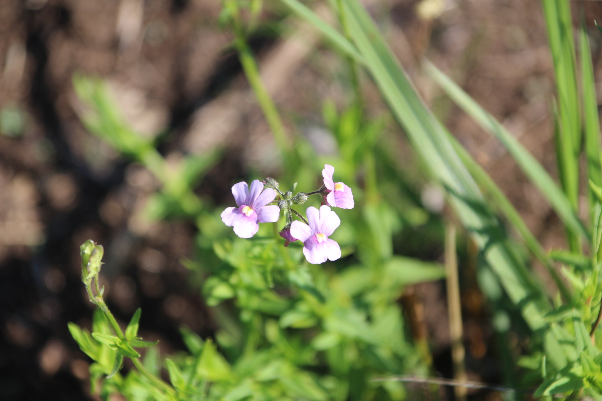 Photograph of Nemesia