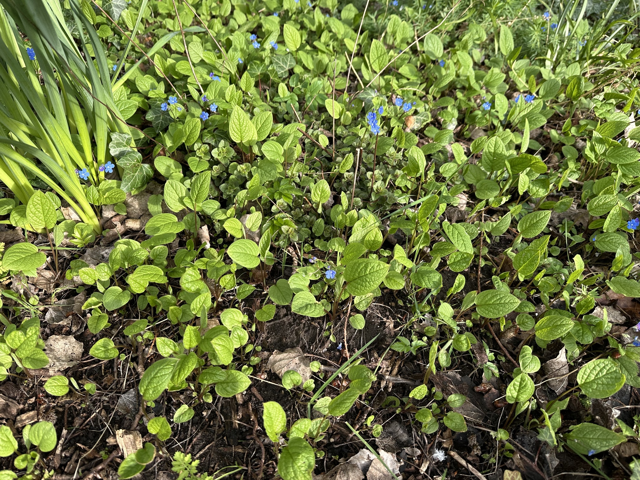 Photograph of Omphalodes