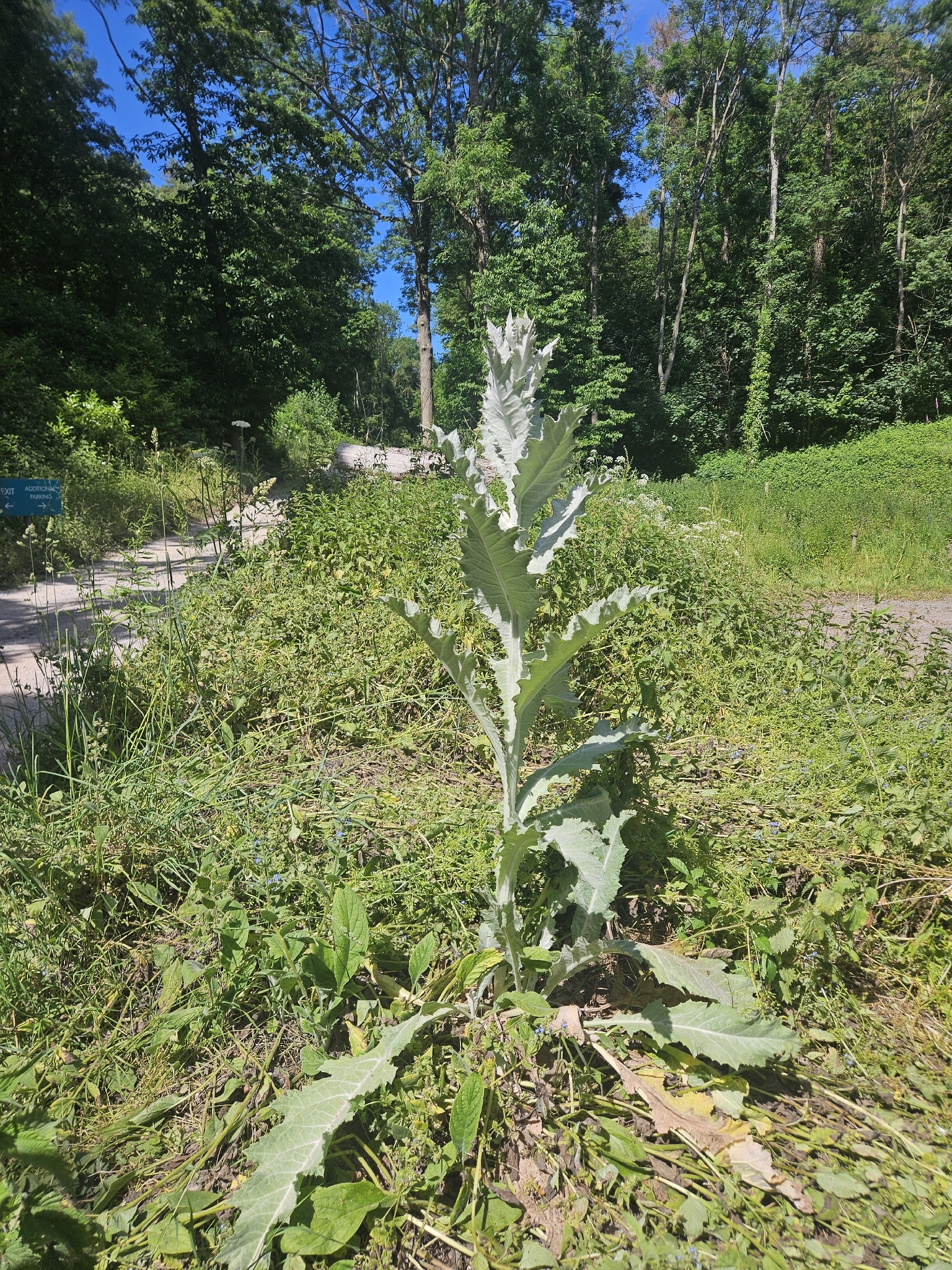 Photograph of Scotch Thistle