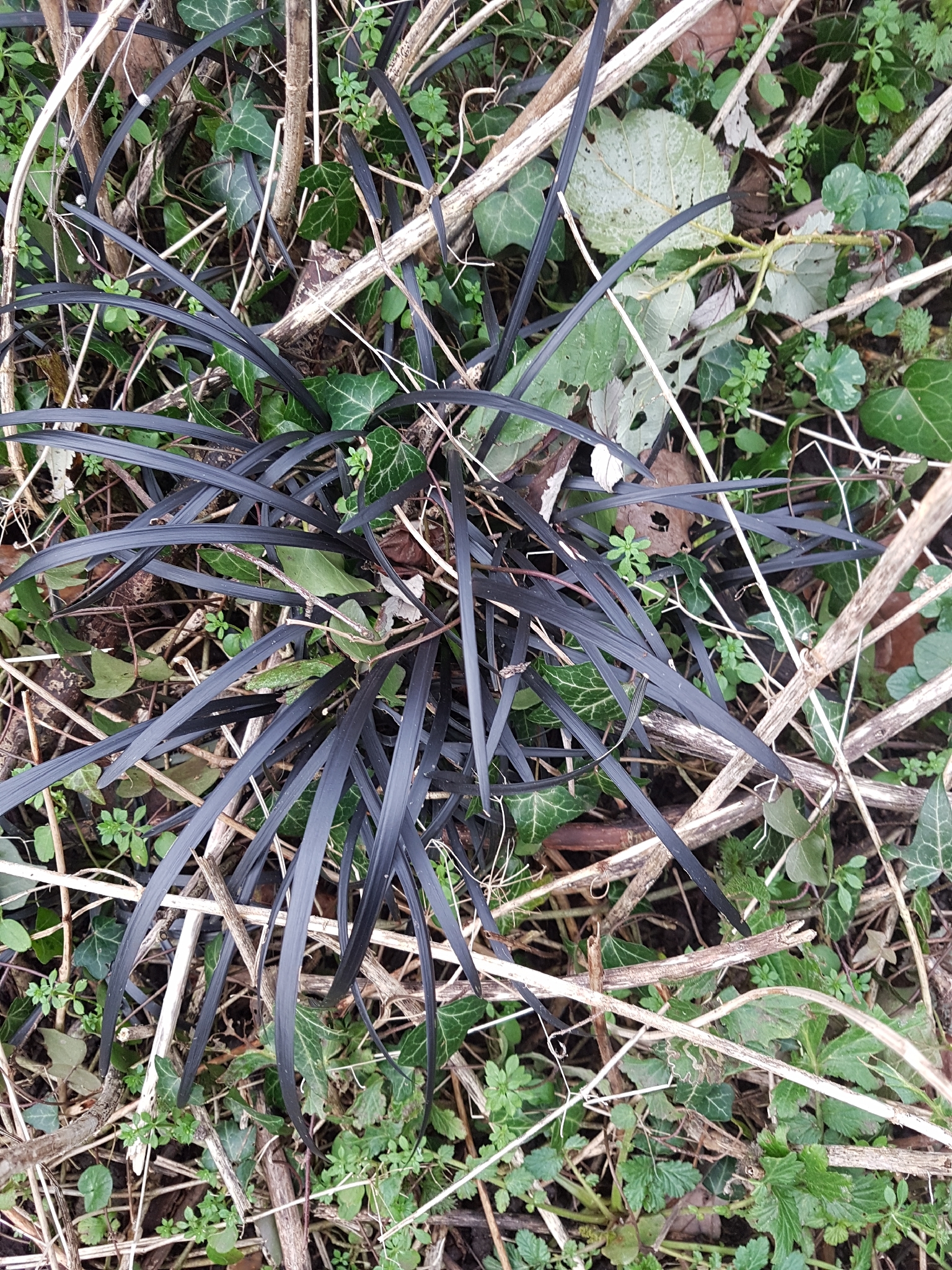 Photograph of Ophiopogon