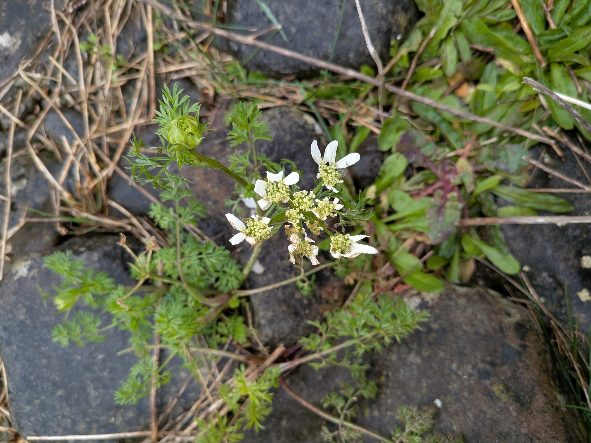 Photograph of Orlaya