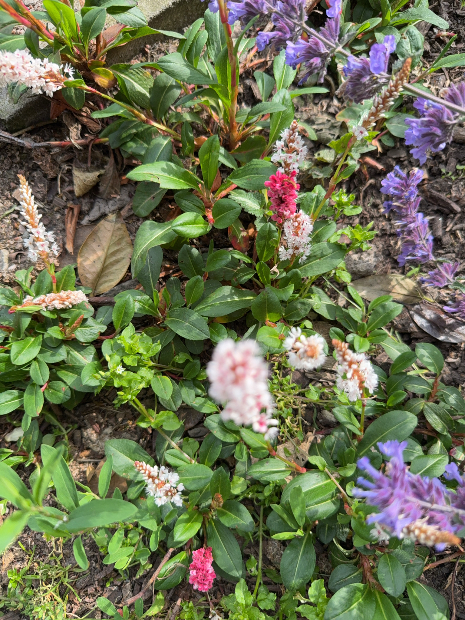 Photograph of Persicaria