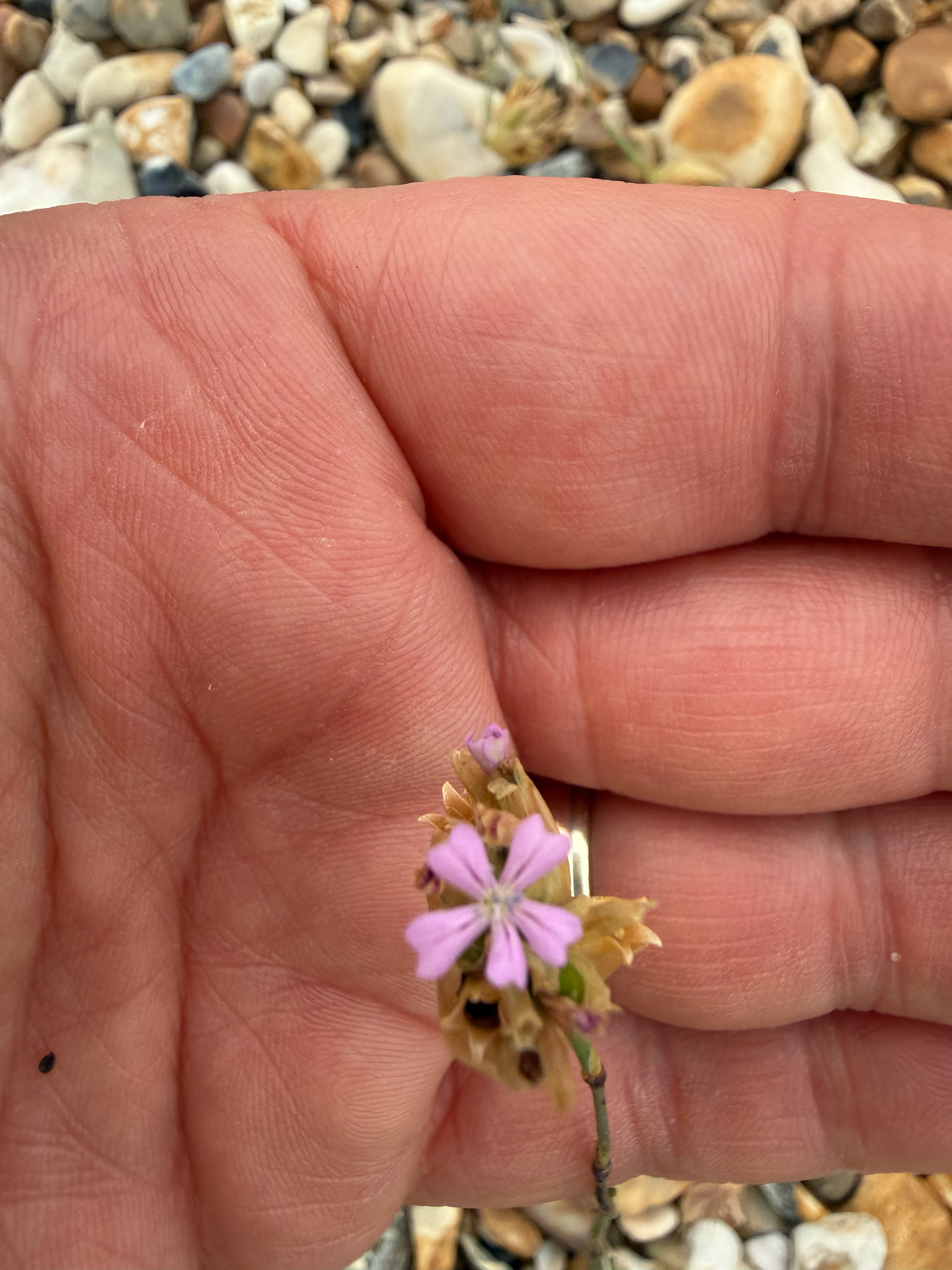 Photograph of Petrorhagia