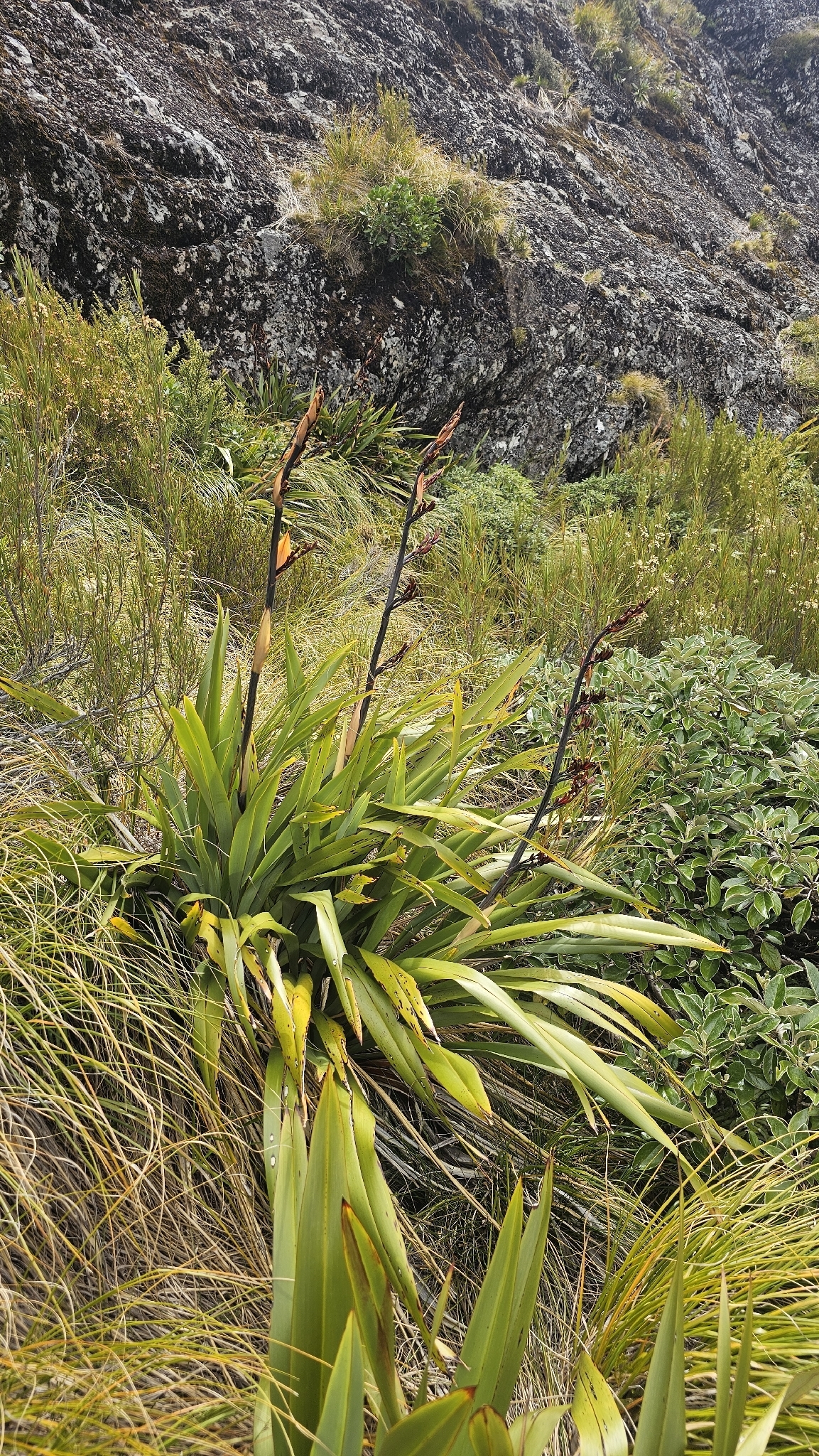 Photograph of Phormium