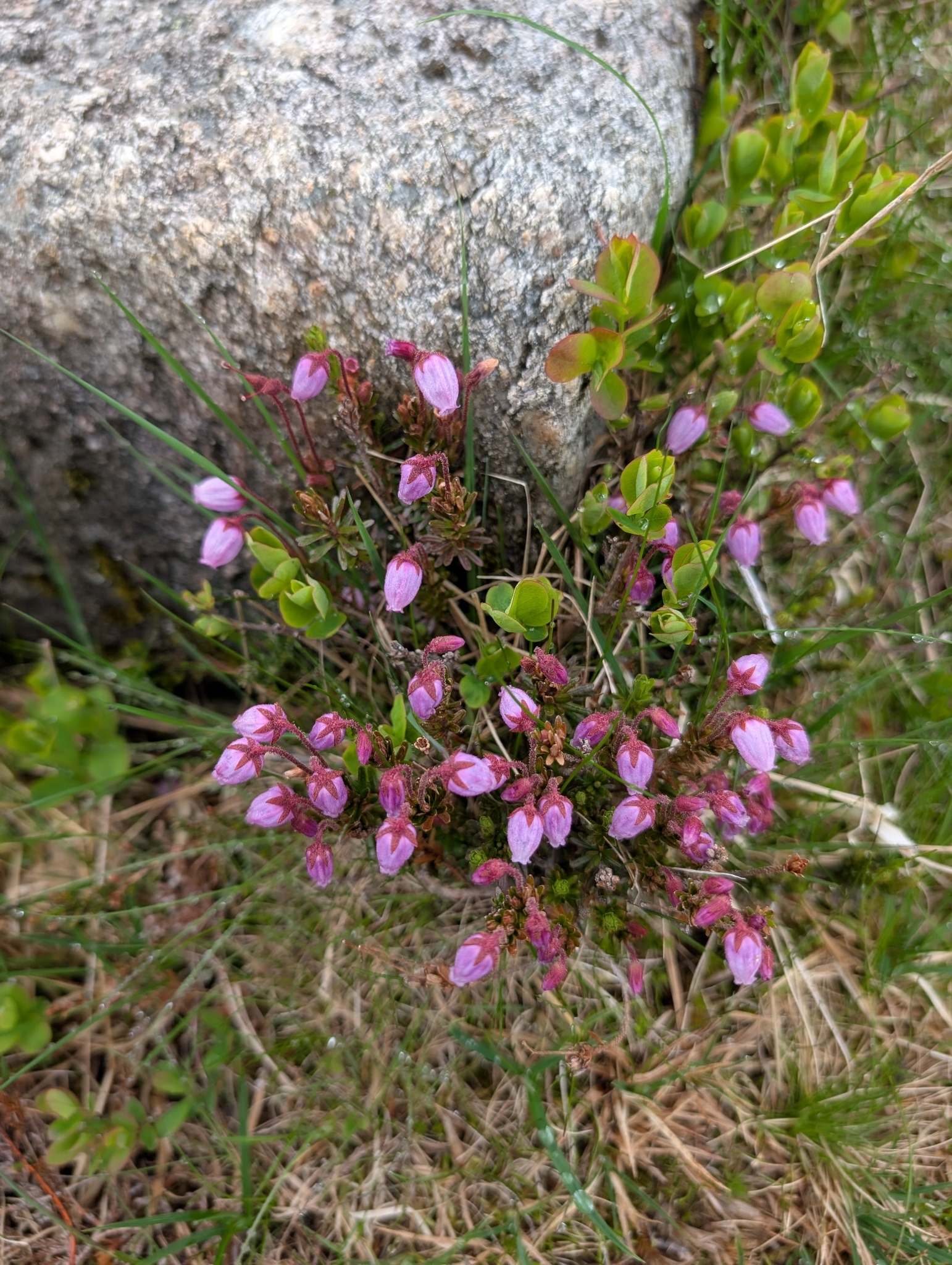 Photograph of Phyllodoce