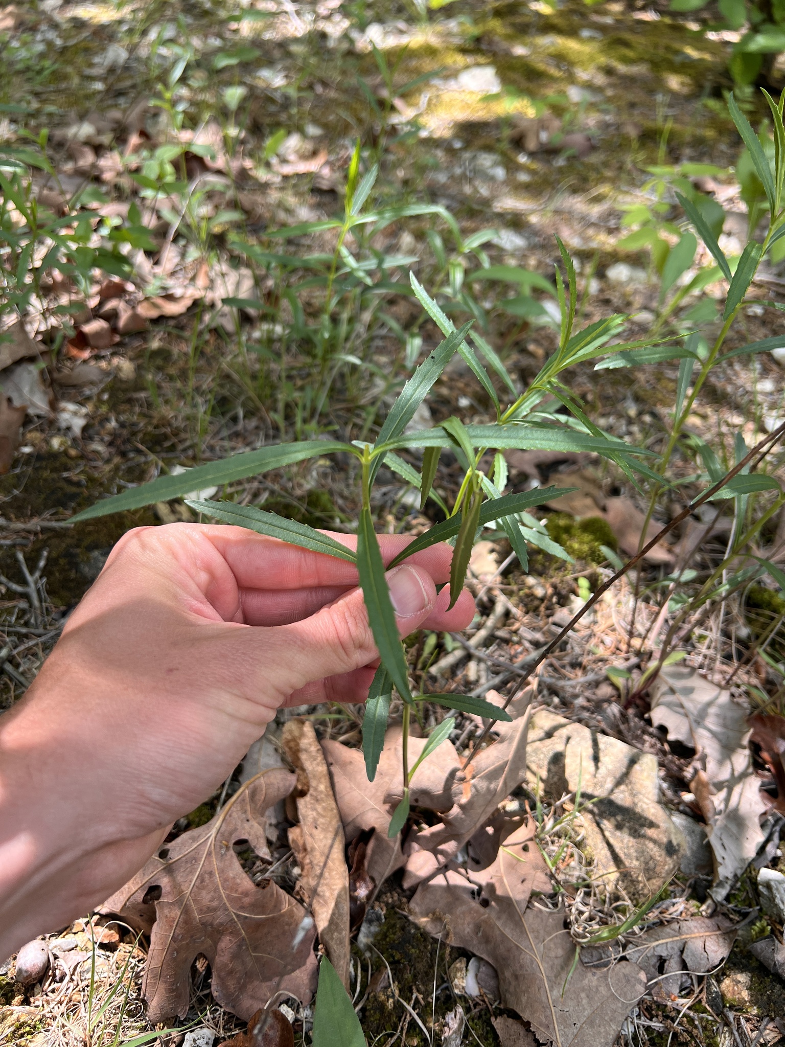 Photograph of Obedient Plant