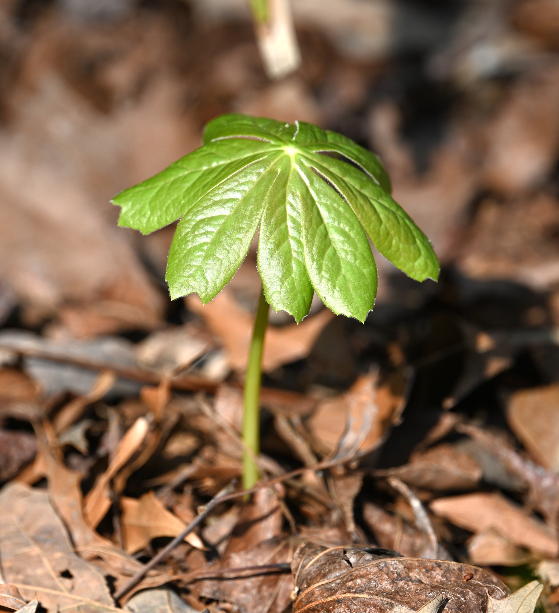 Photograph of Podophyllum