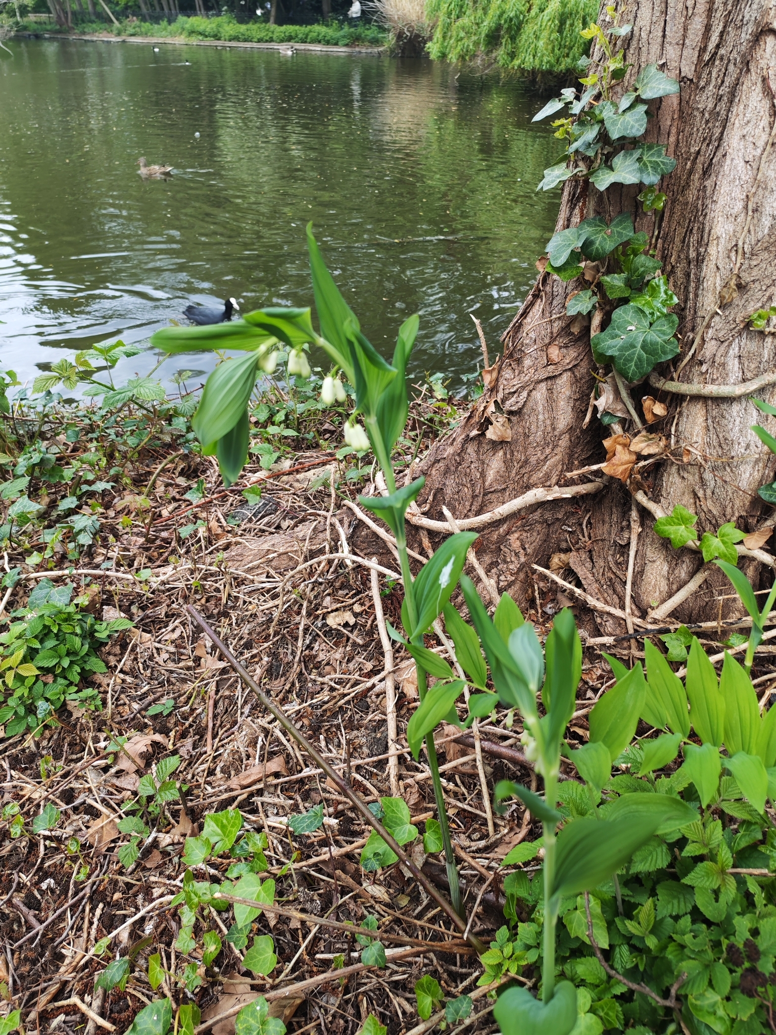 Photograph of Solomon's Seal