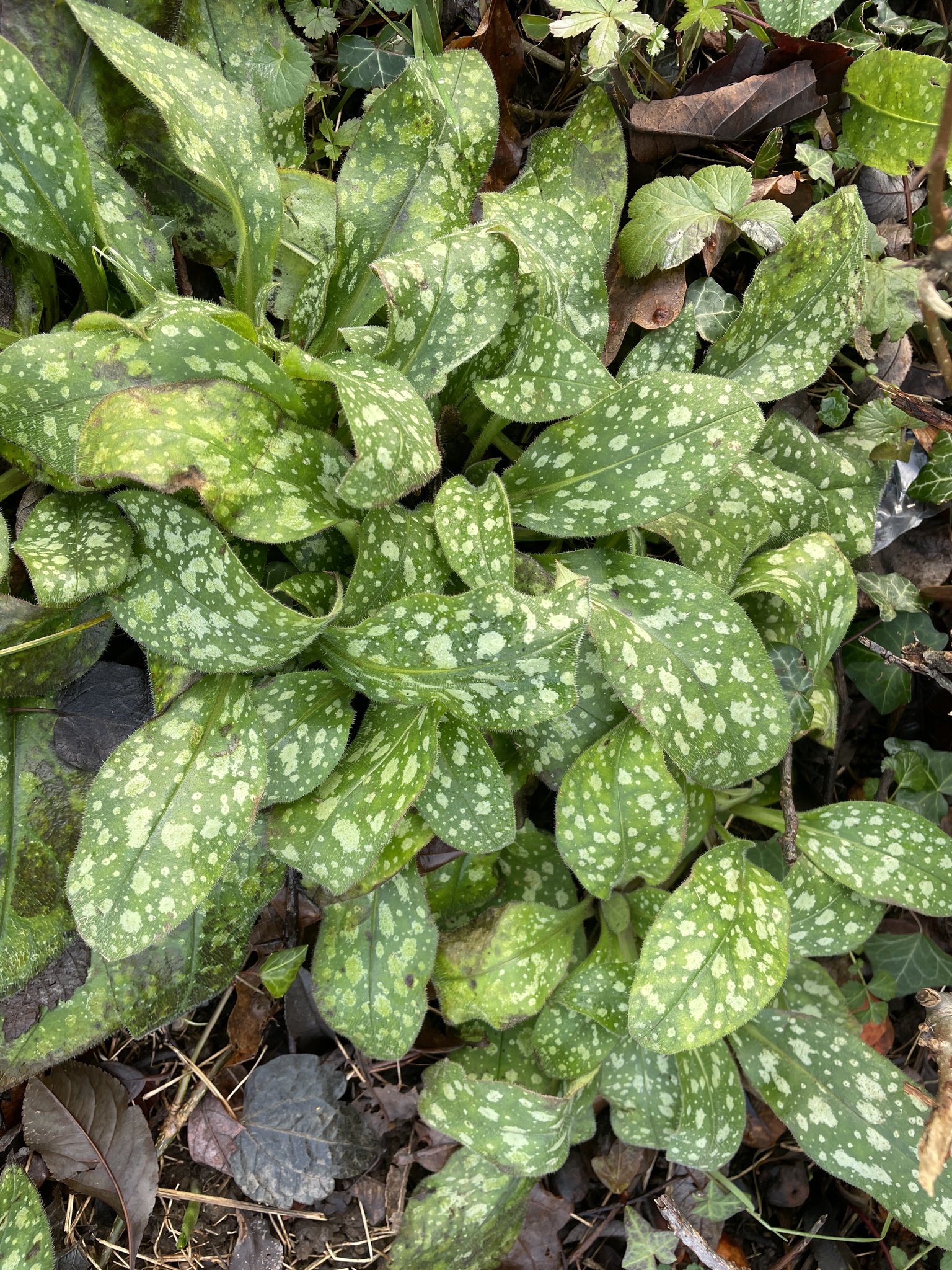 Photograph of Lungwort