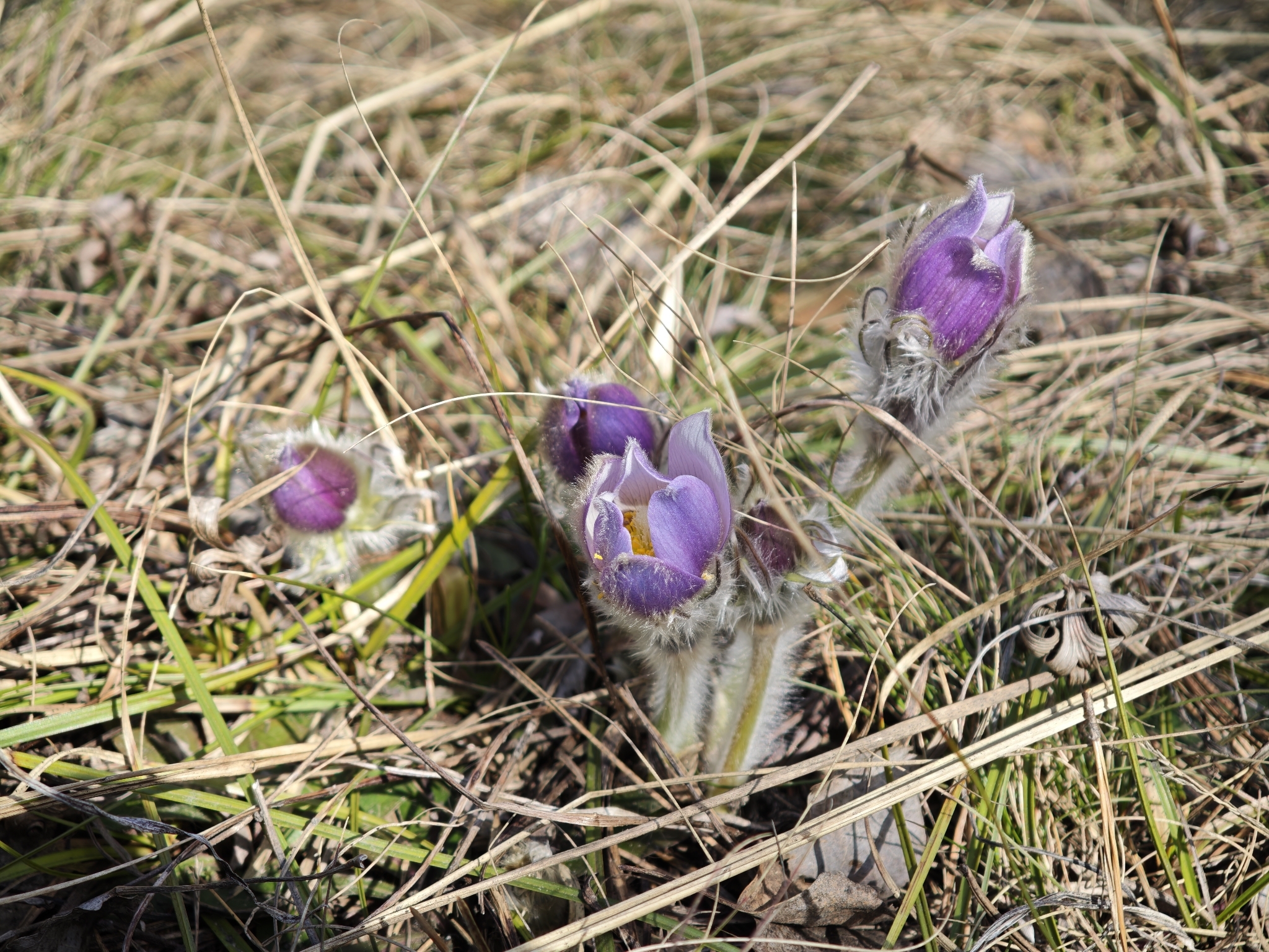 Photograph of Pasque Flower