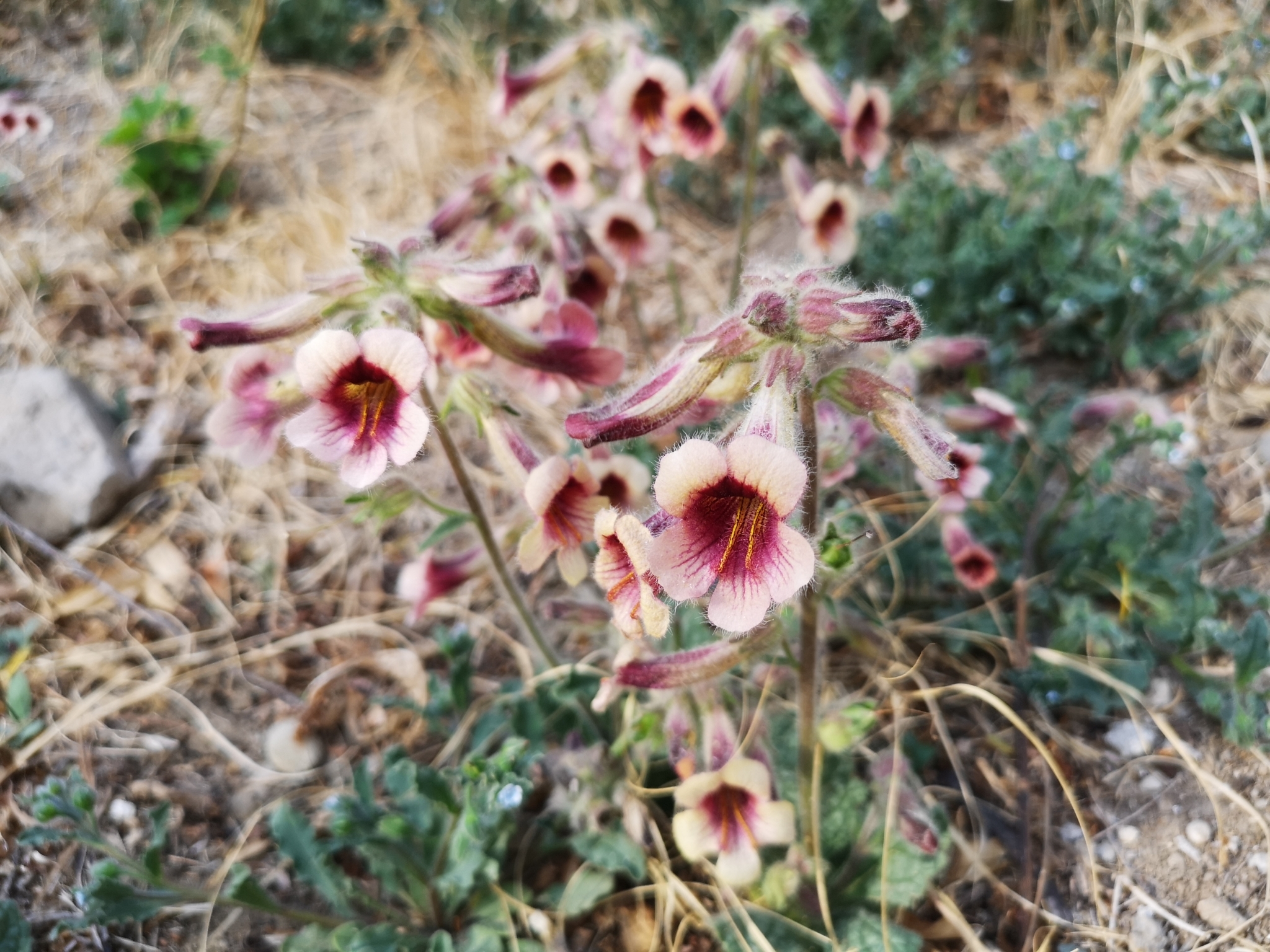 Photograph of Rehmannia