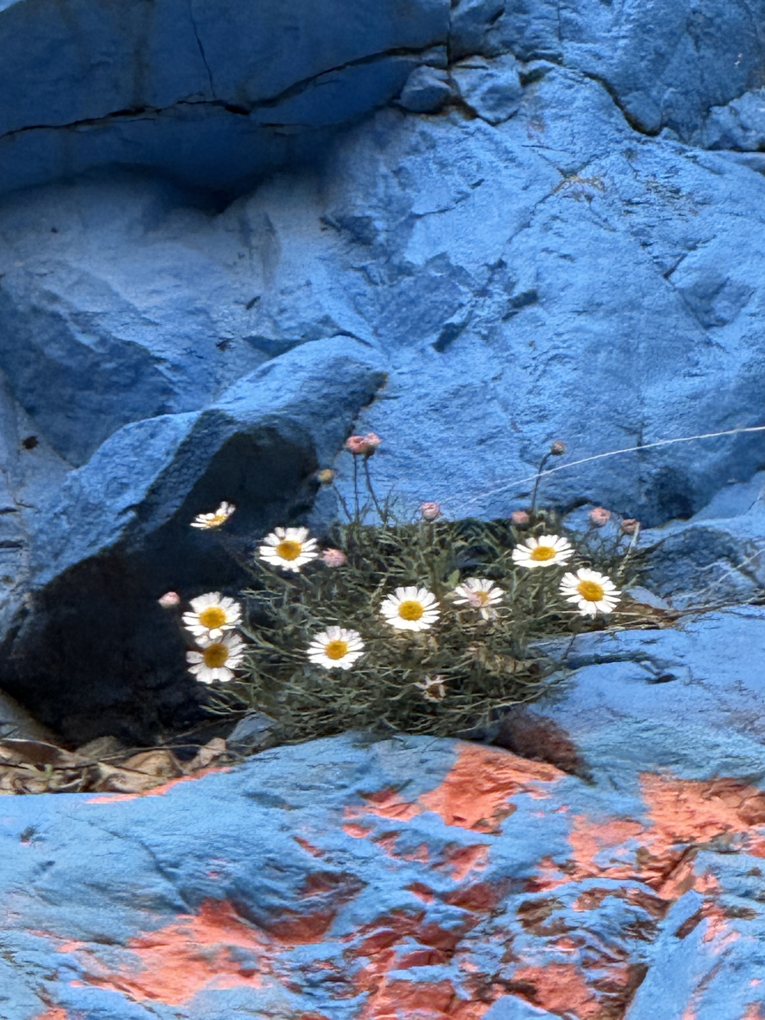 Photograph of Rhodanthemum