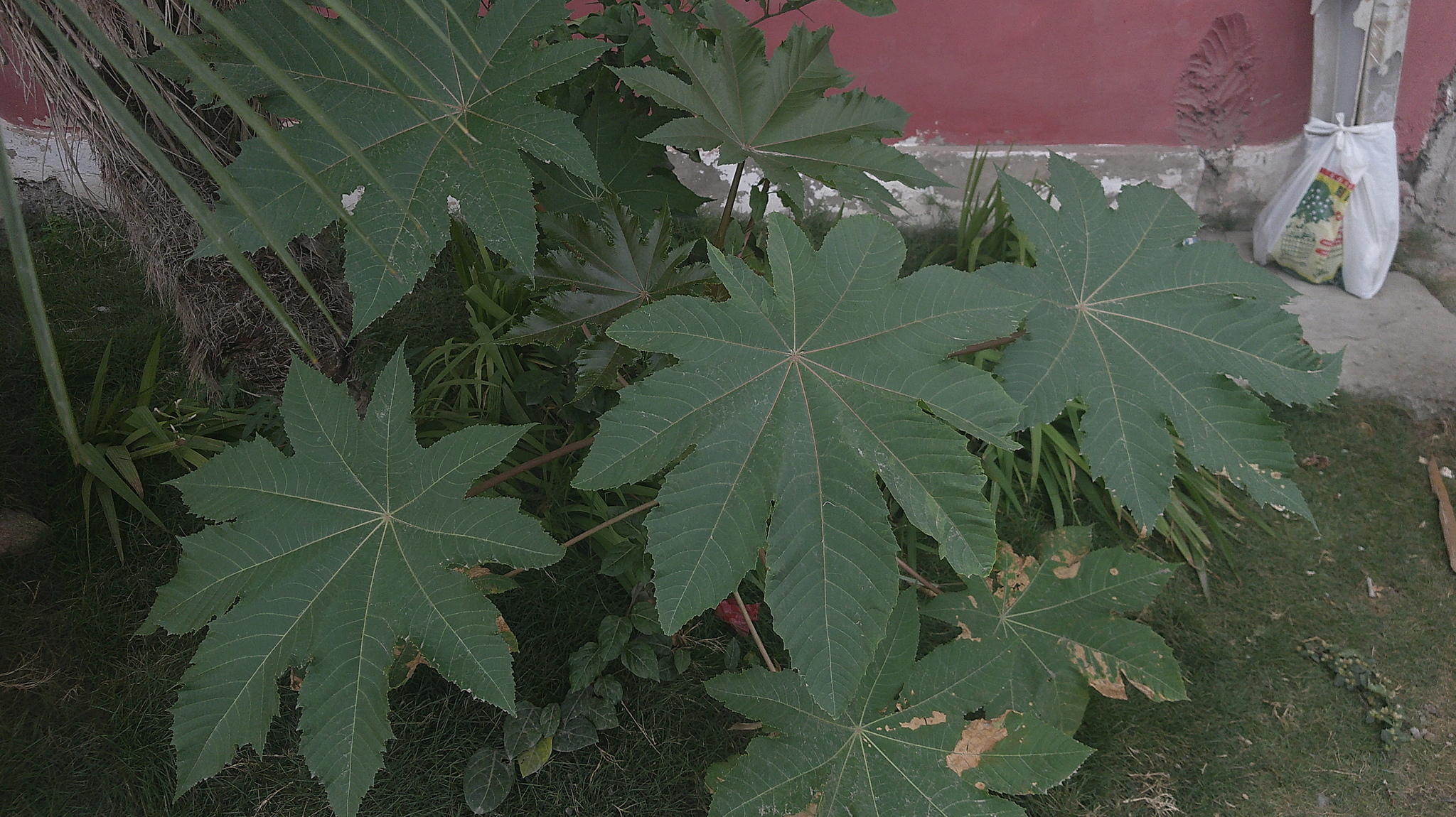 Photograph of Castor Oil Plant
