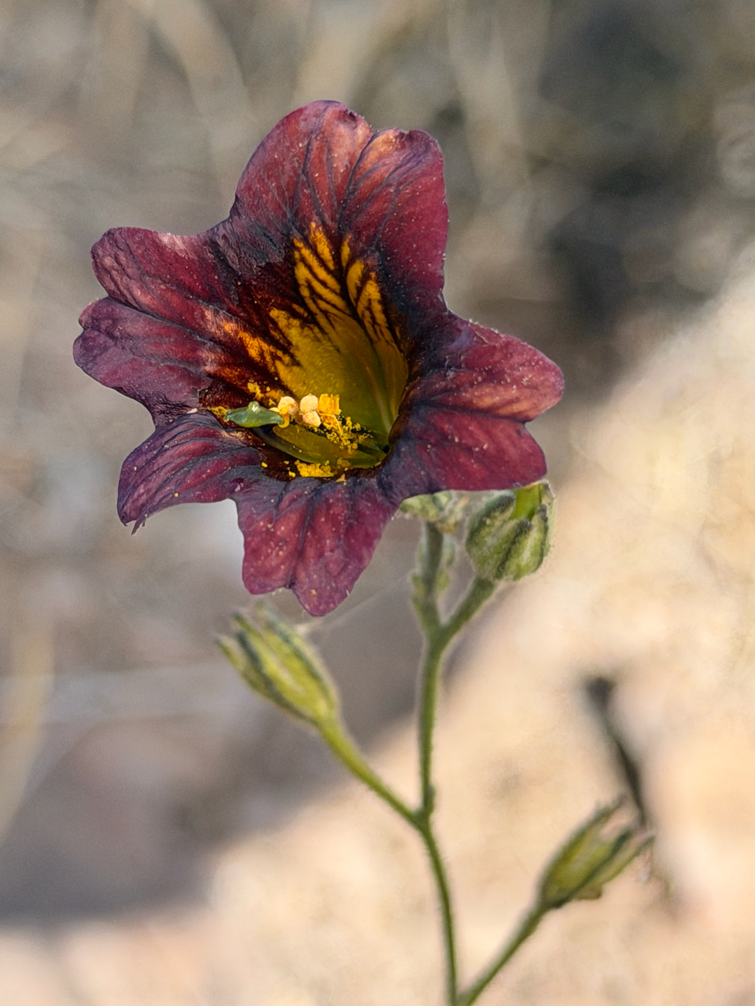 Photograph of Painted Tongue