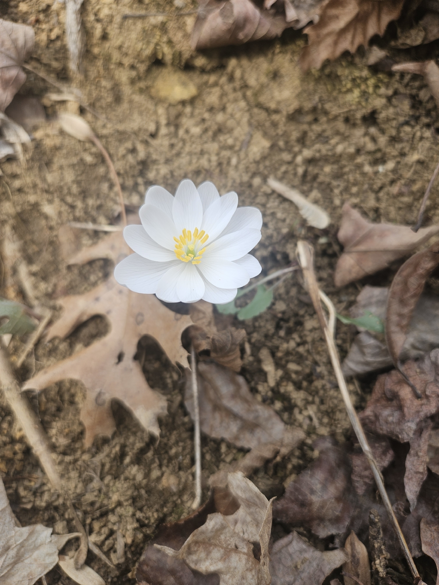 Photograph of Bloodroot