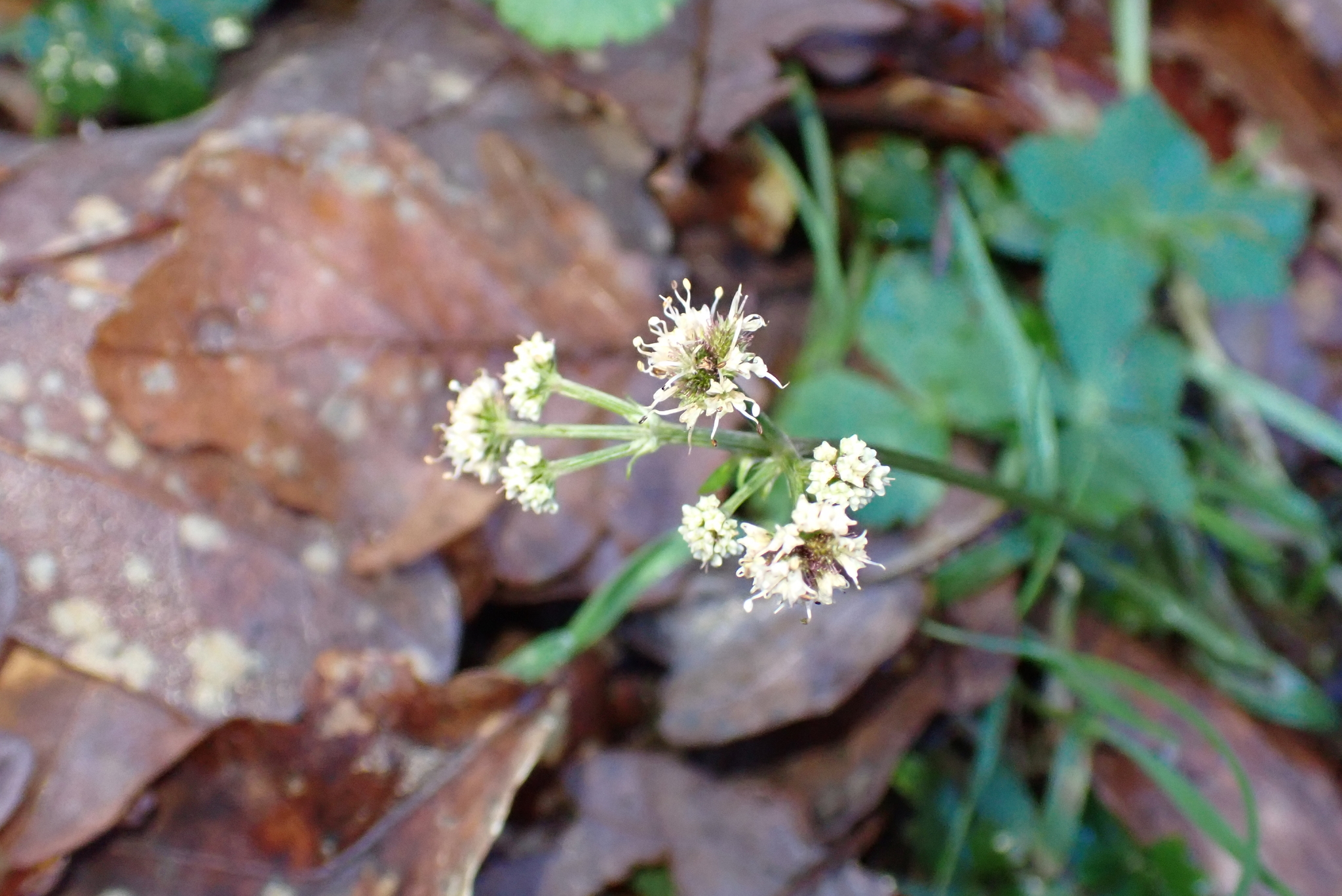 Photograph of Sanicle