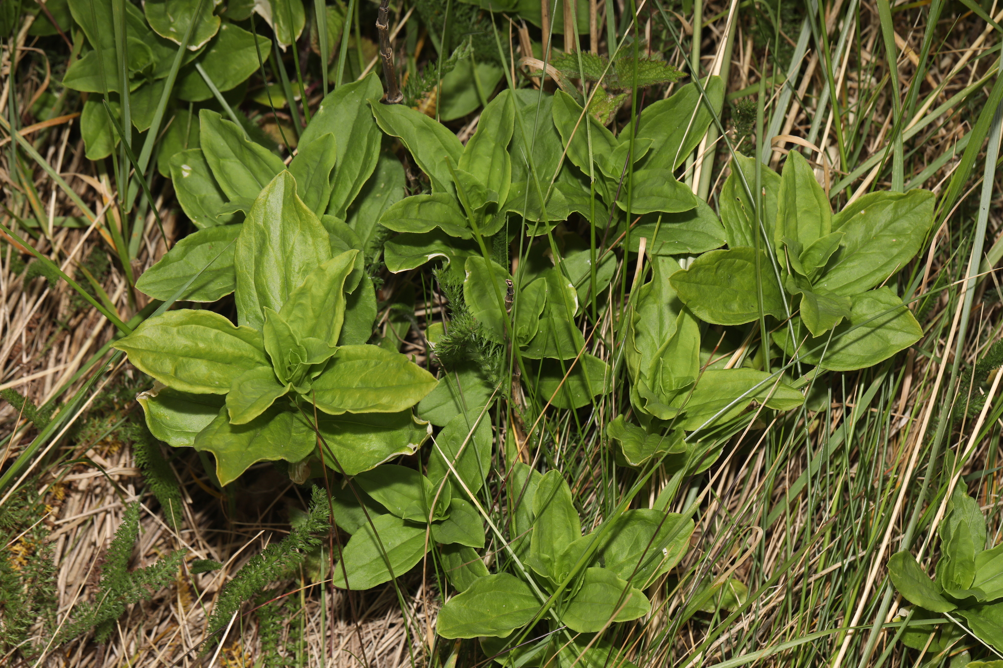 Photograph of Soapwort