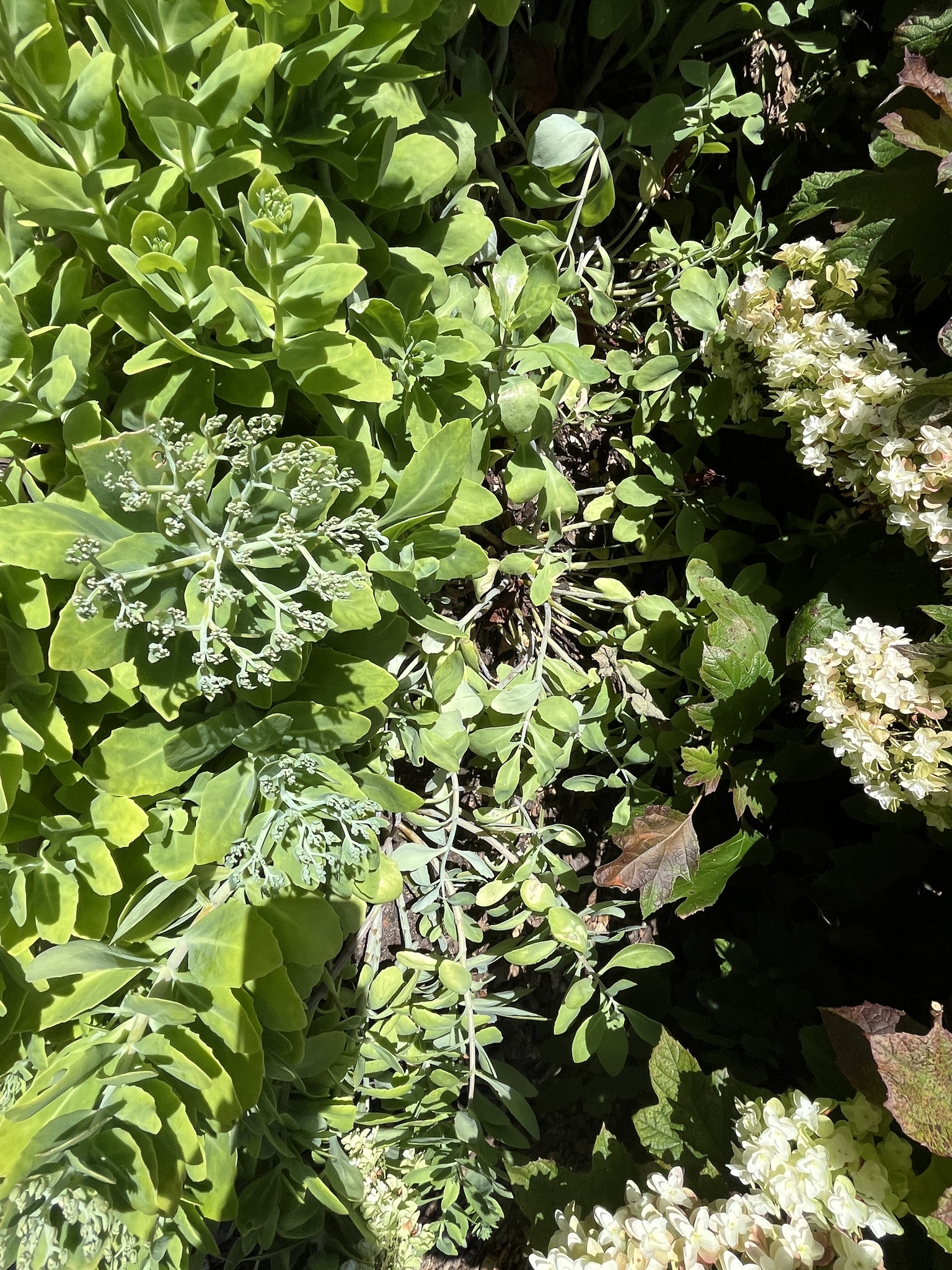 Photograph of Ice Plant (Sedum spectabile)