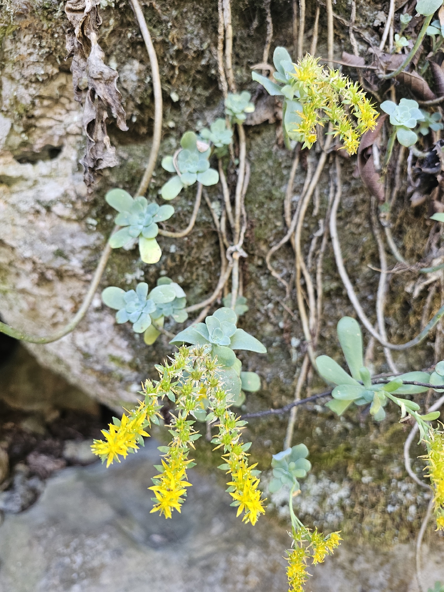 Photograph of Sedum (alpine and trailing stonecrops)