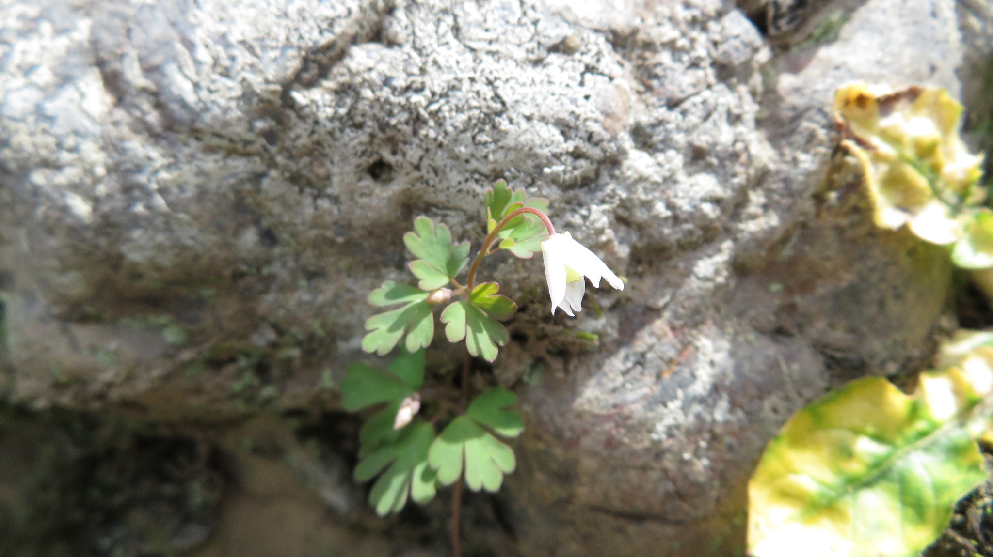 Photograph of Semiaquilegia