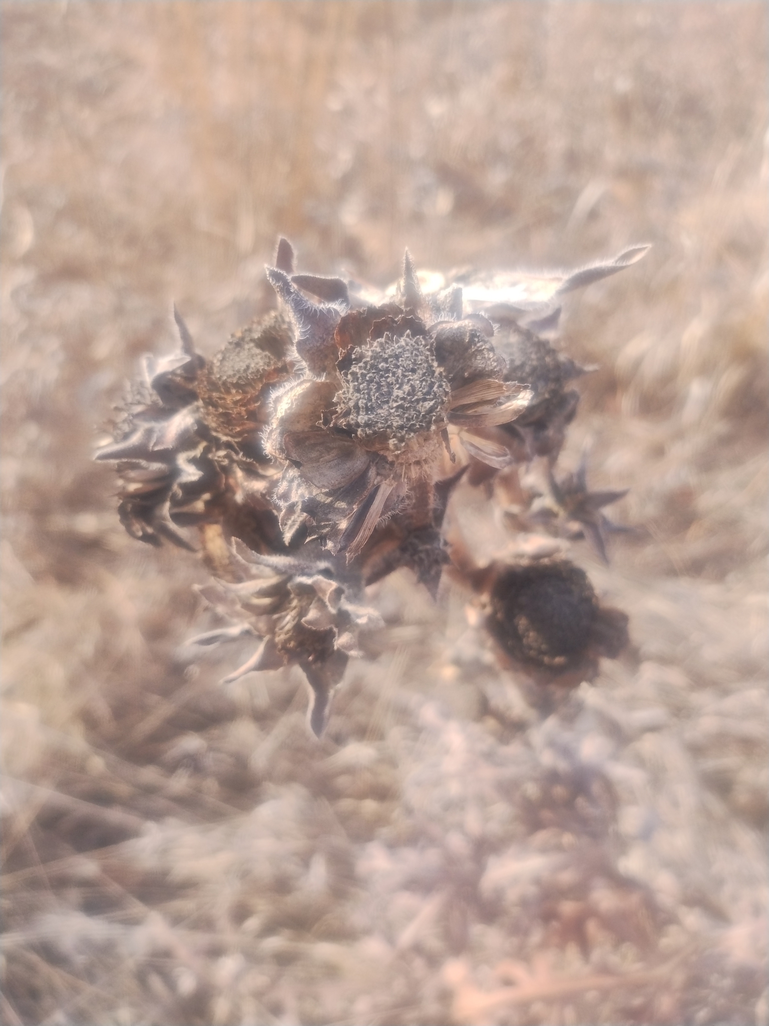 Photograph of Silphium