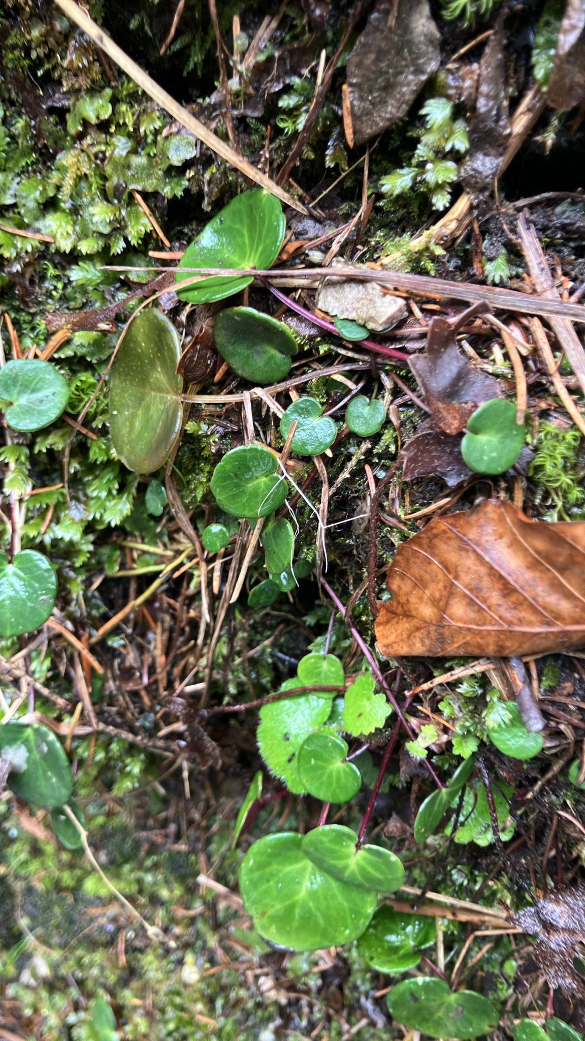 Photograph of Soldanella