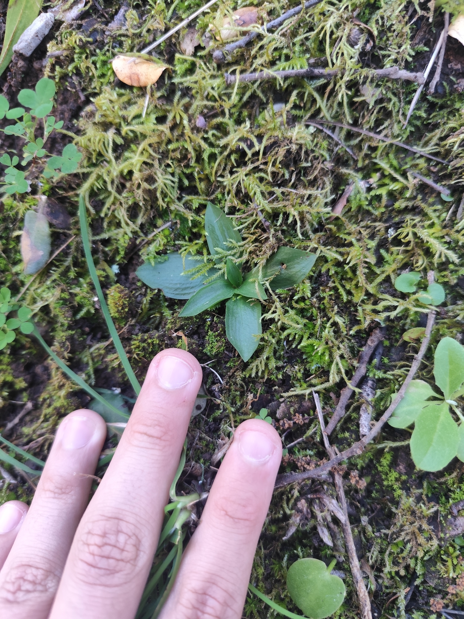 Photograph of Lady's Tresses