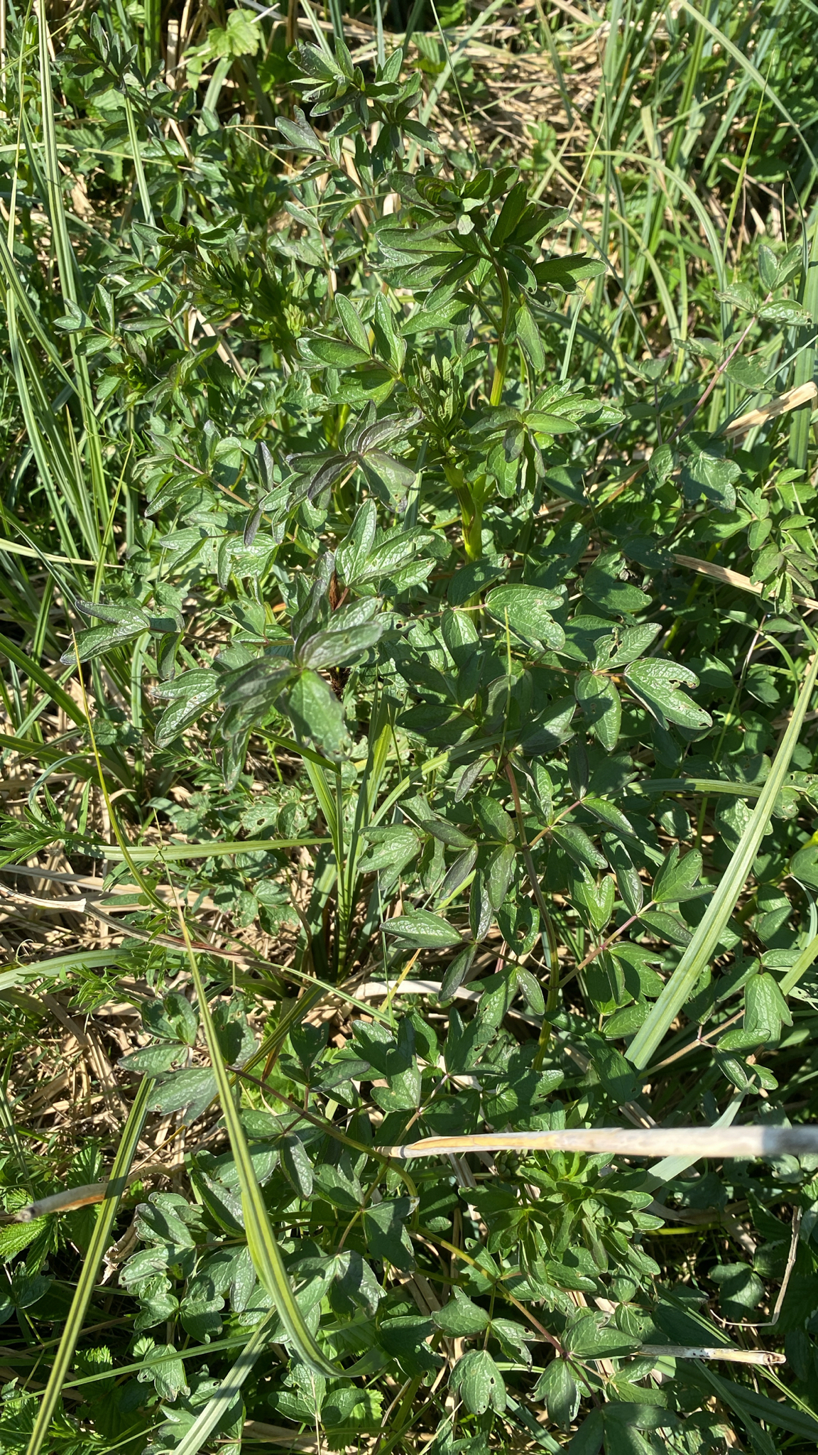 Photograph of Meadow Rue