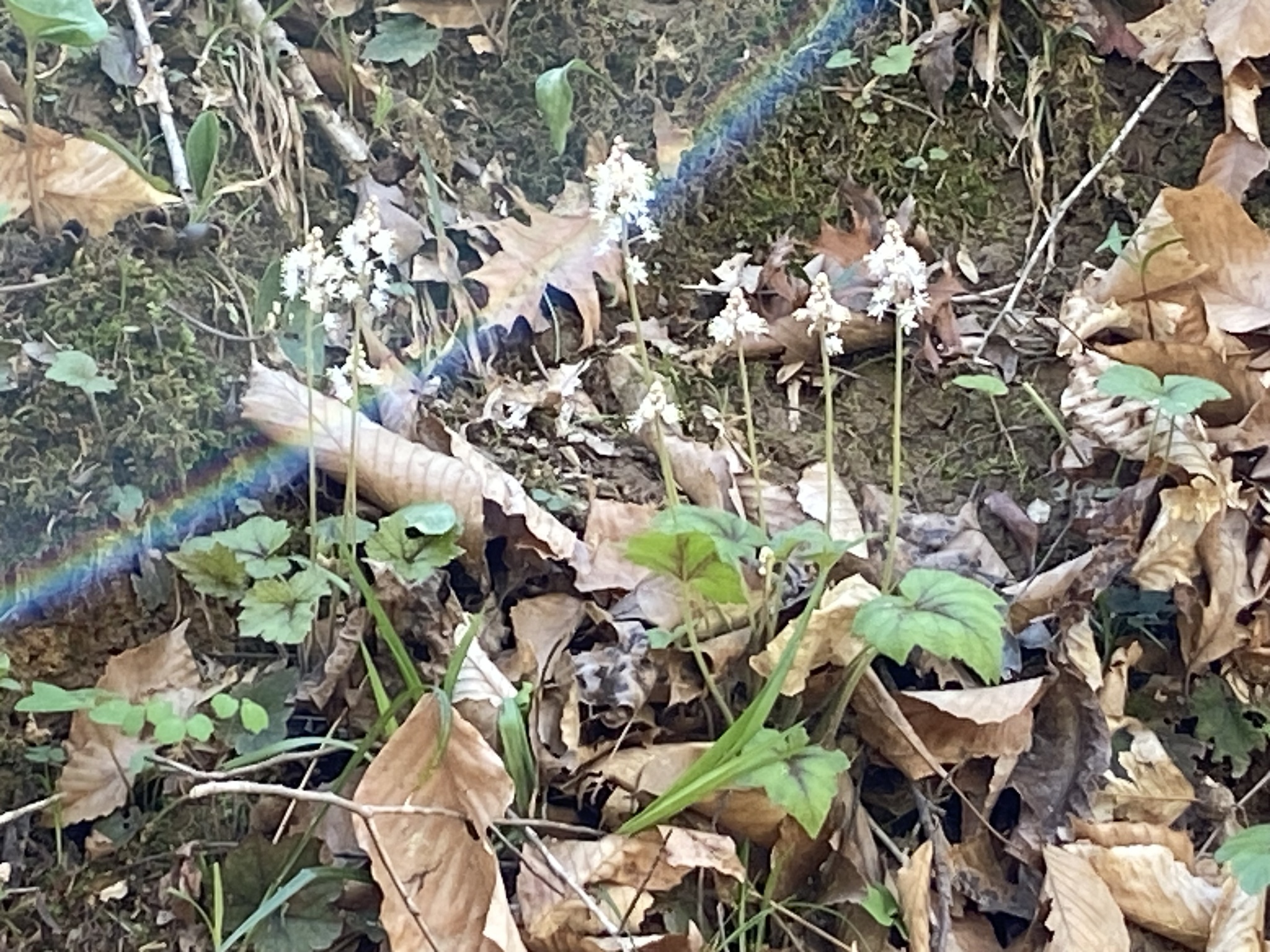 Photograph of Foam Flower