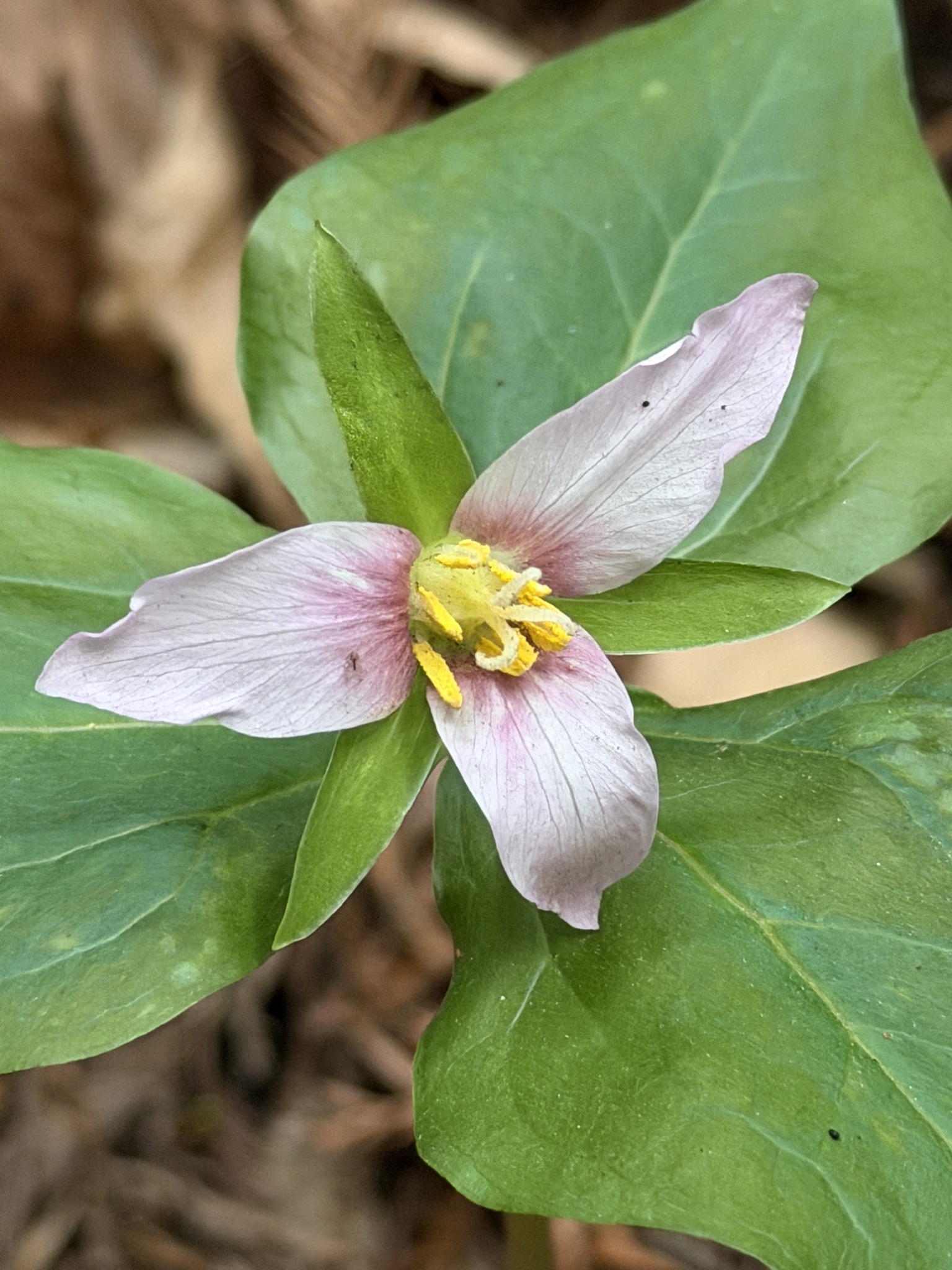 Photograph of Trillium