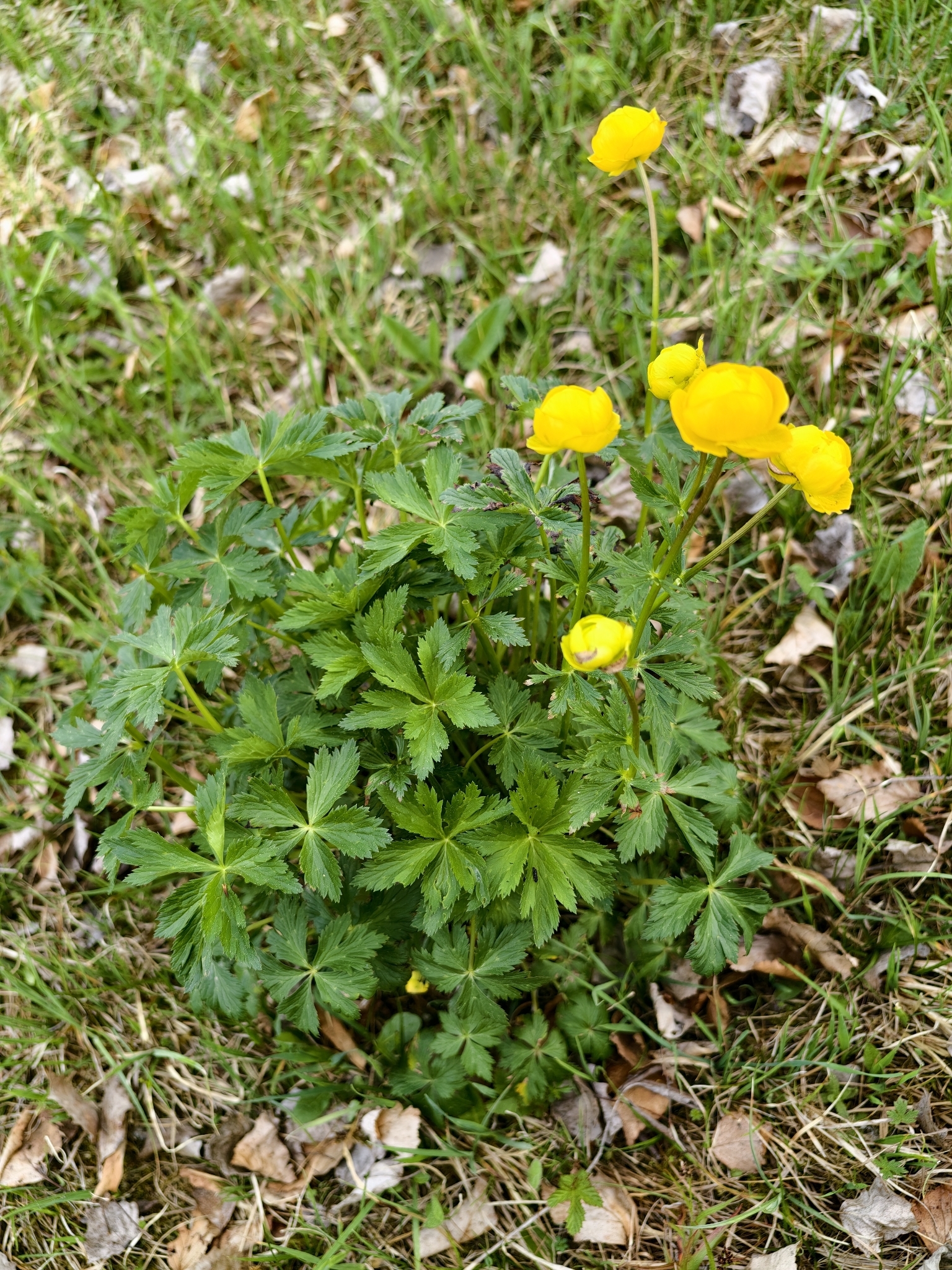 Photograph of Globeflower