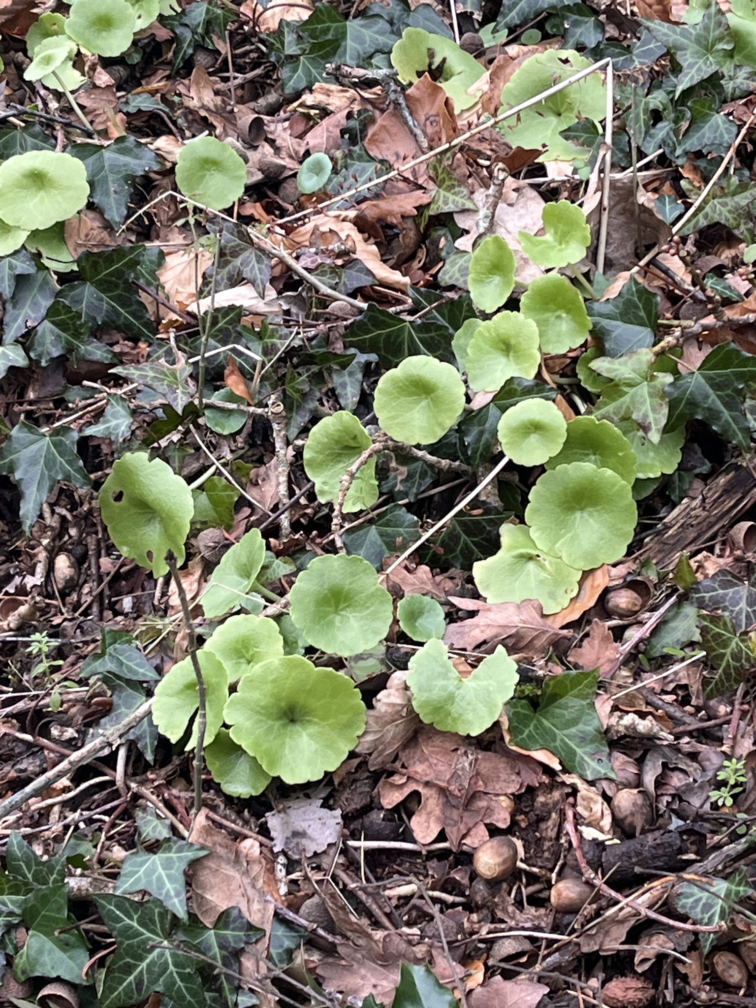 Photograph of Navelwort