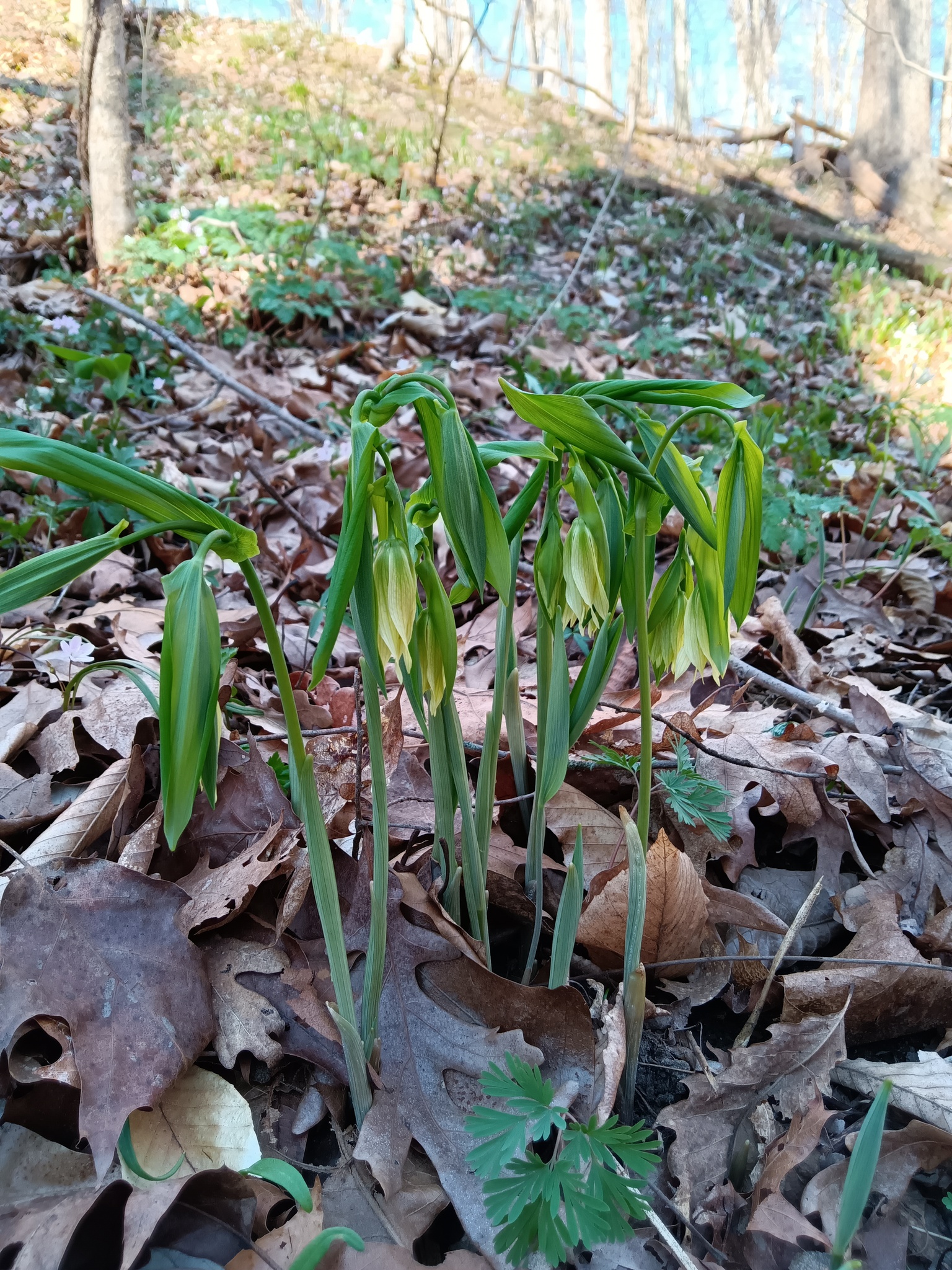 Photograph of Uvularia