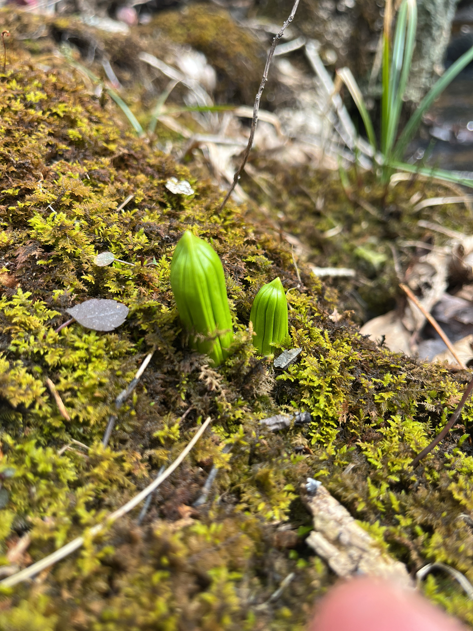Photograph of Veratrum