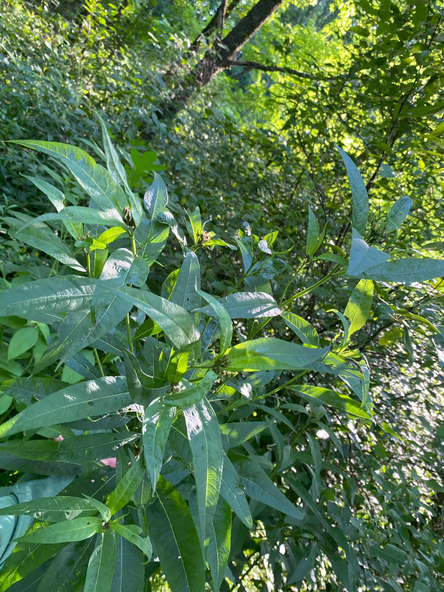 Photograph of Vernonia